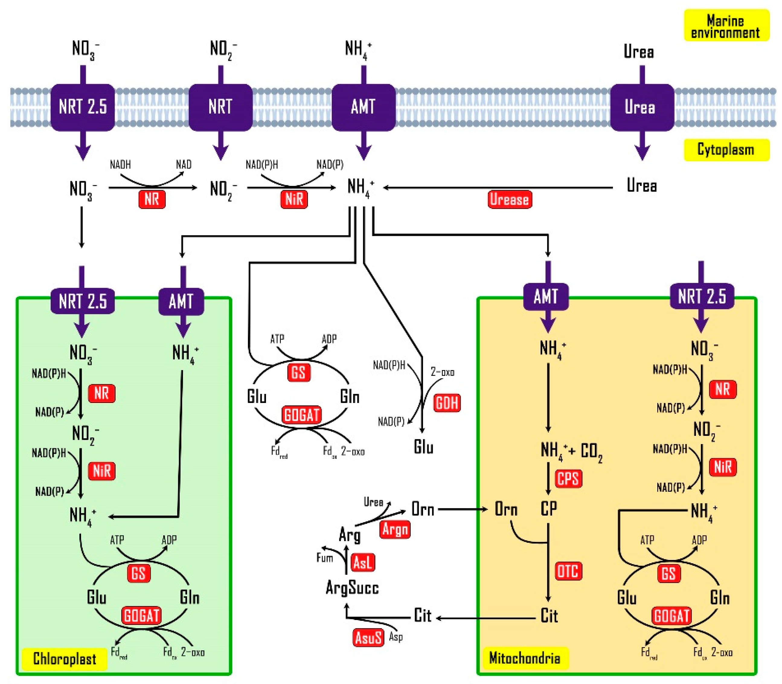 Biology 10 00826 g005 550