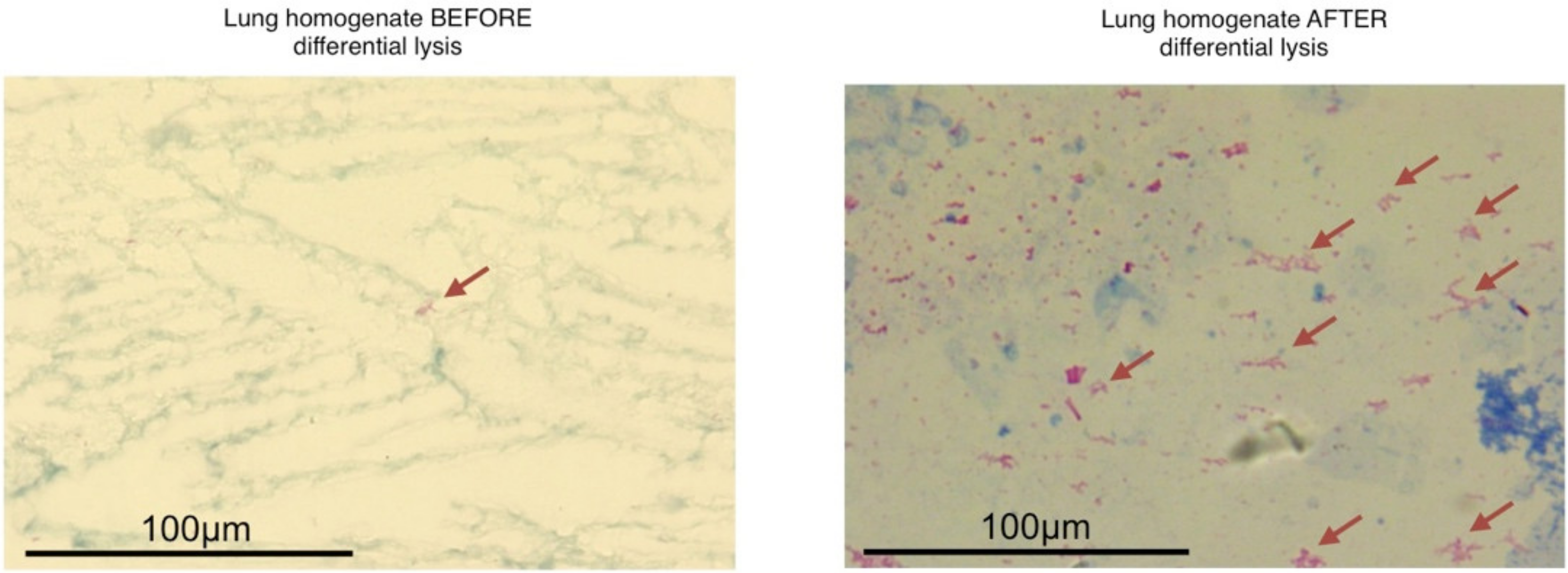 Biology 10 00848 g002