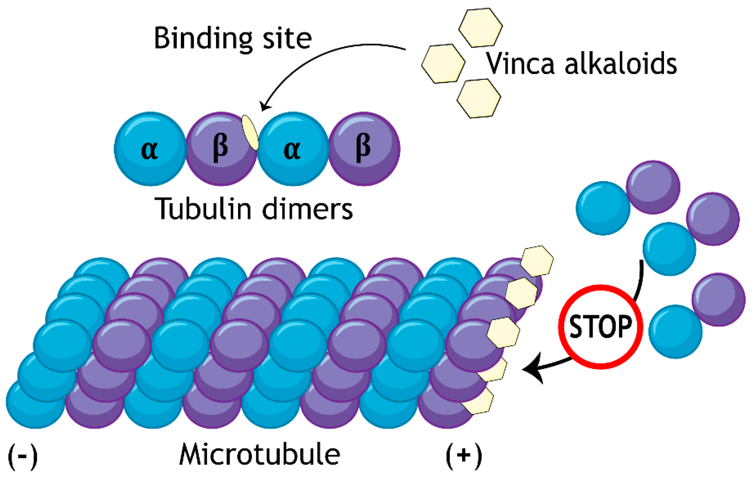 Biology Free FullText Vincristine in Combination Therapy of Cancer