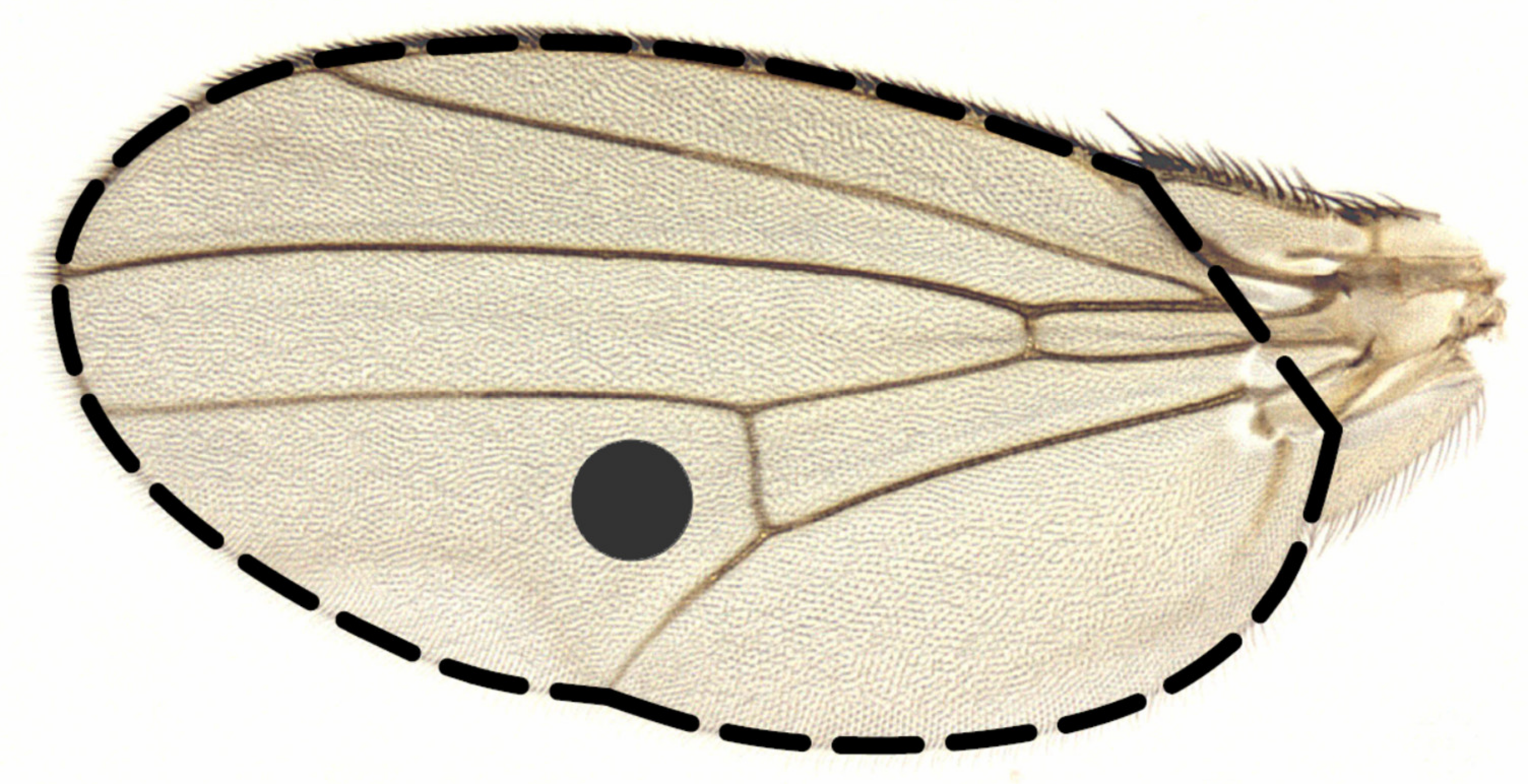 Biology 10 00861 g001 Biology 10 00861 g001