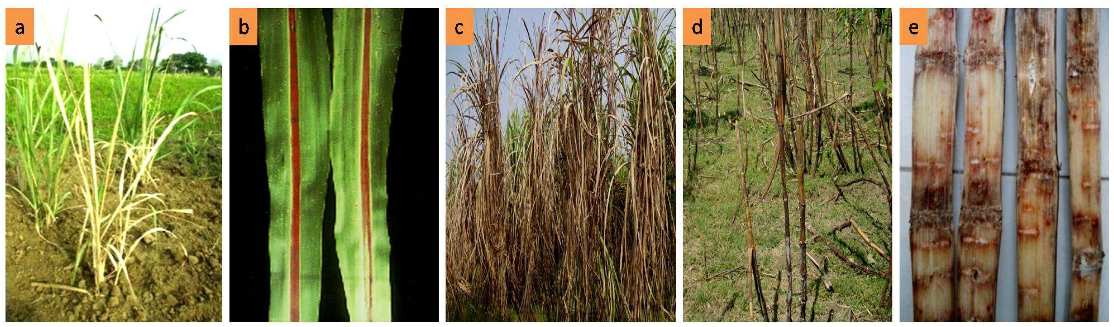 Biology 10 00862 g001 Biology 10 00862 g001