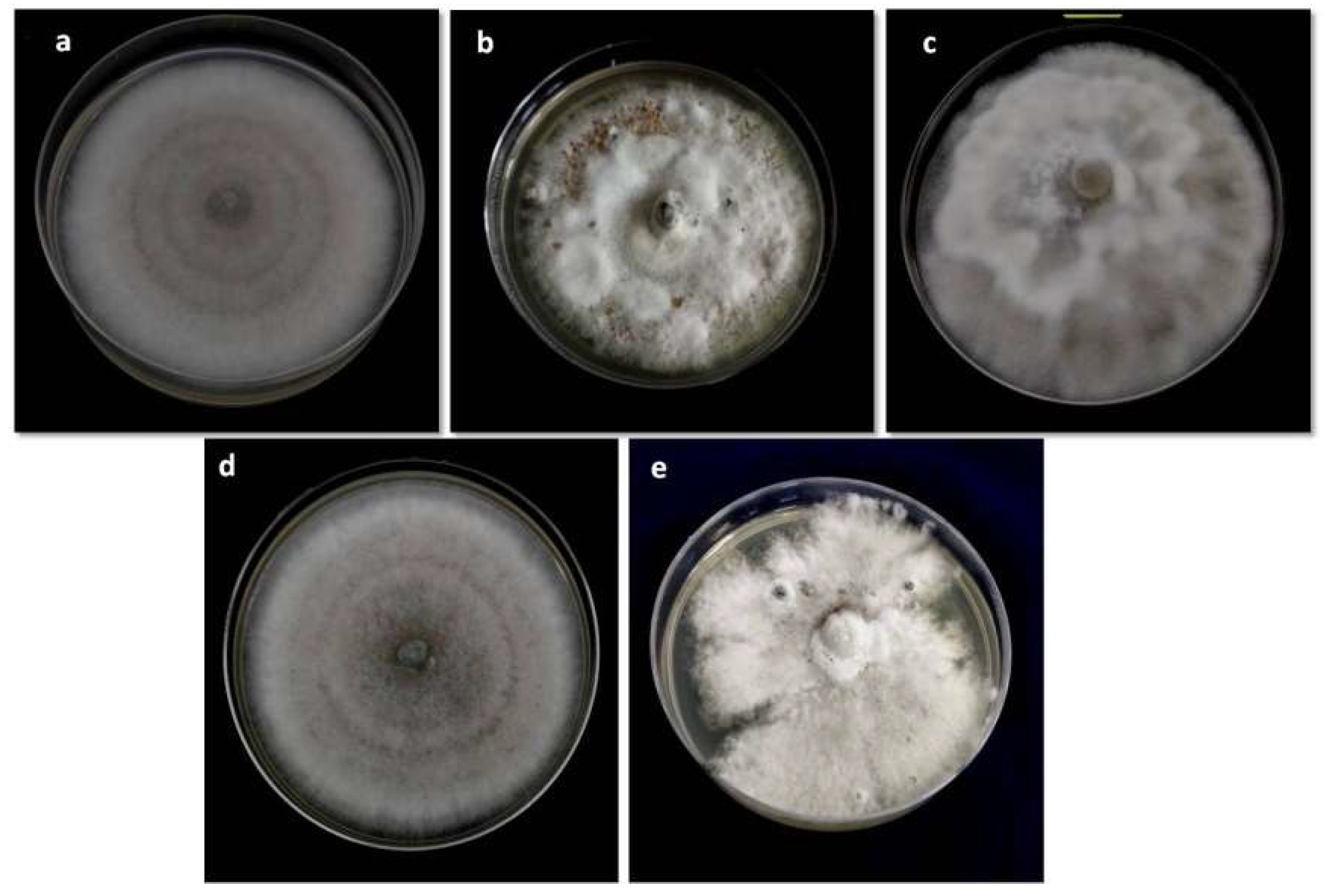 Biology 10 00862 g002 Biology 10 00862 g002
