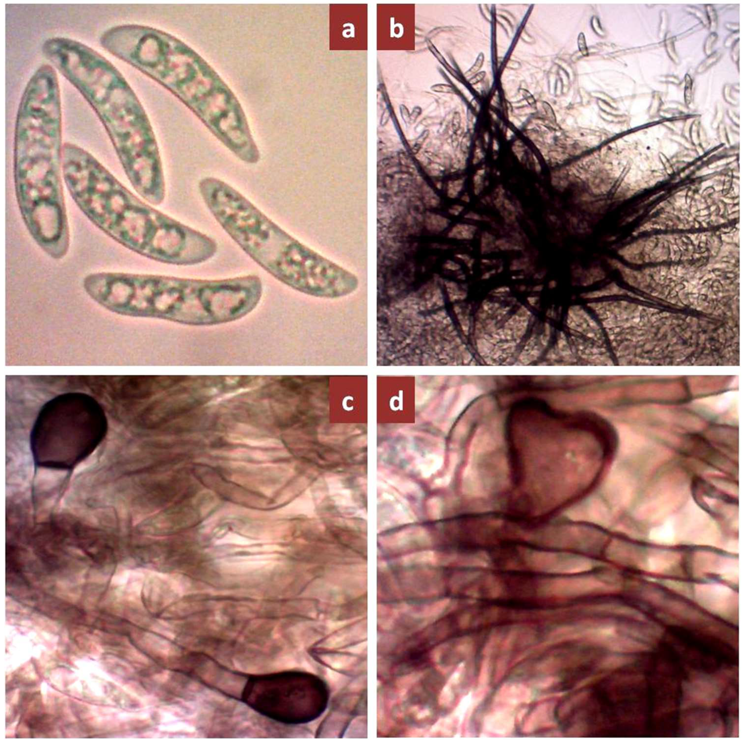 Biology 10 00862 g003 Biology 10 00862 g003