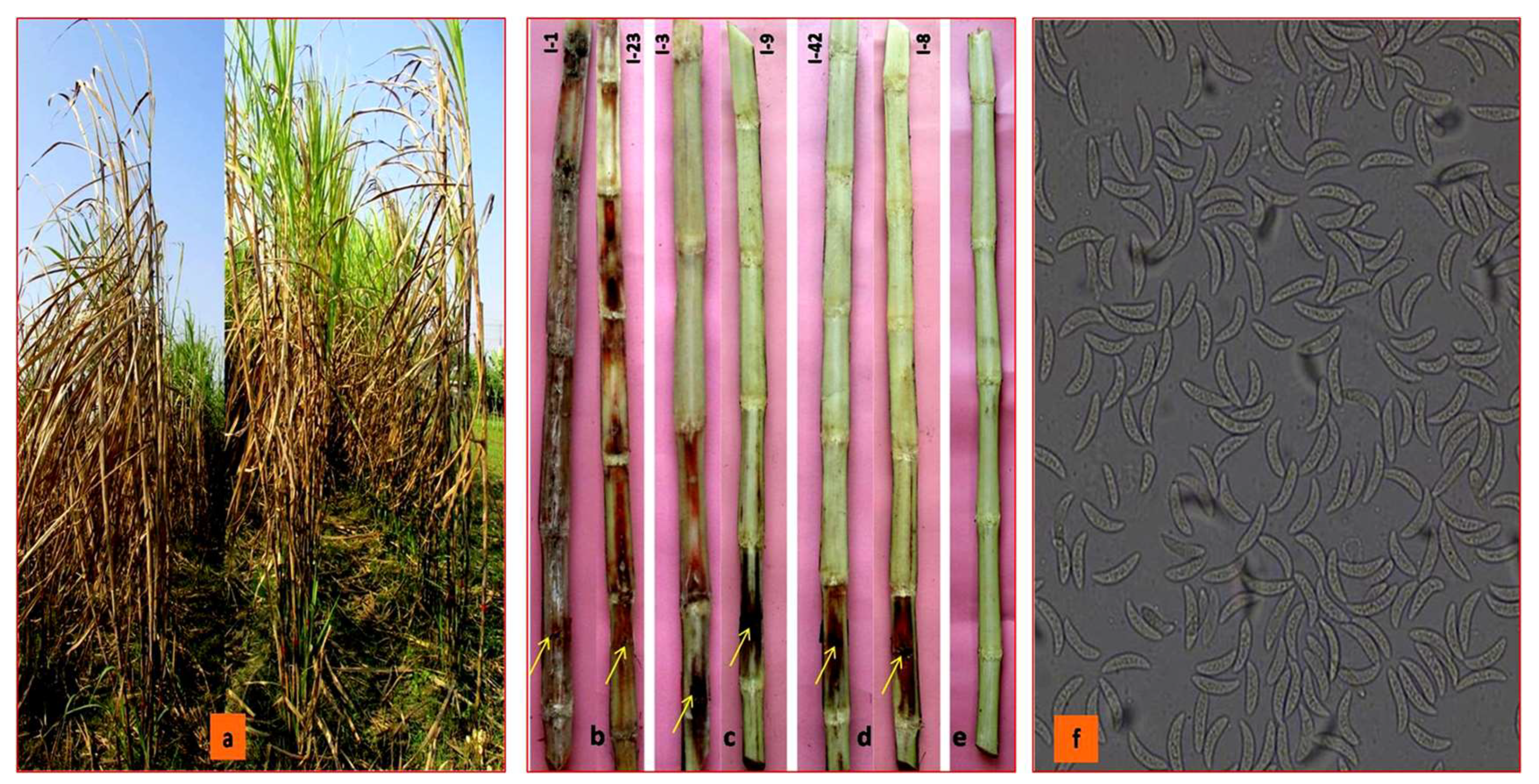 Biology 10 00862 g004 Biology 10 00862 g004