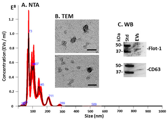 Extracellular Vesicle Signatures and Post-Translational