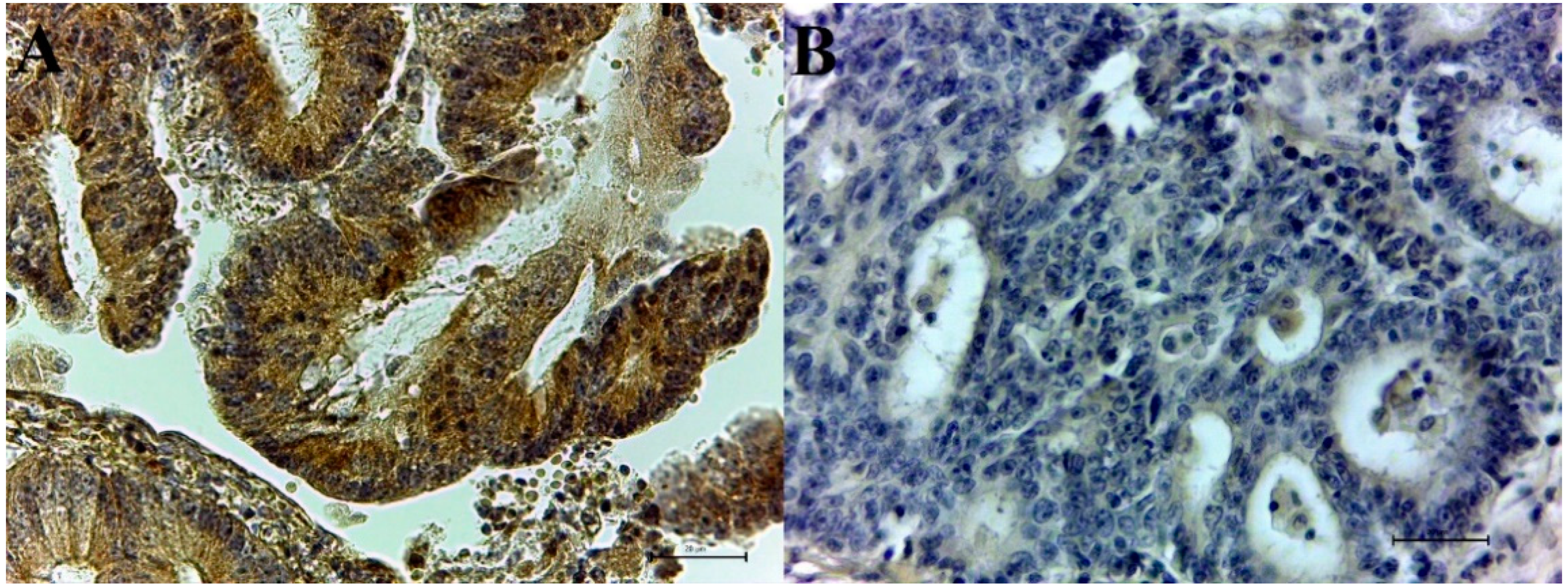 Biology 10 00872 g002