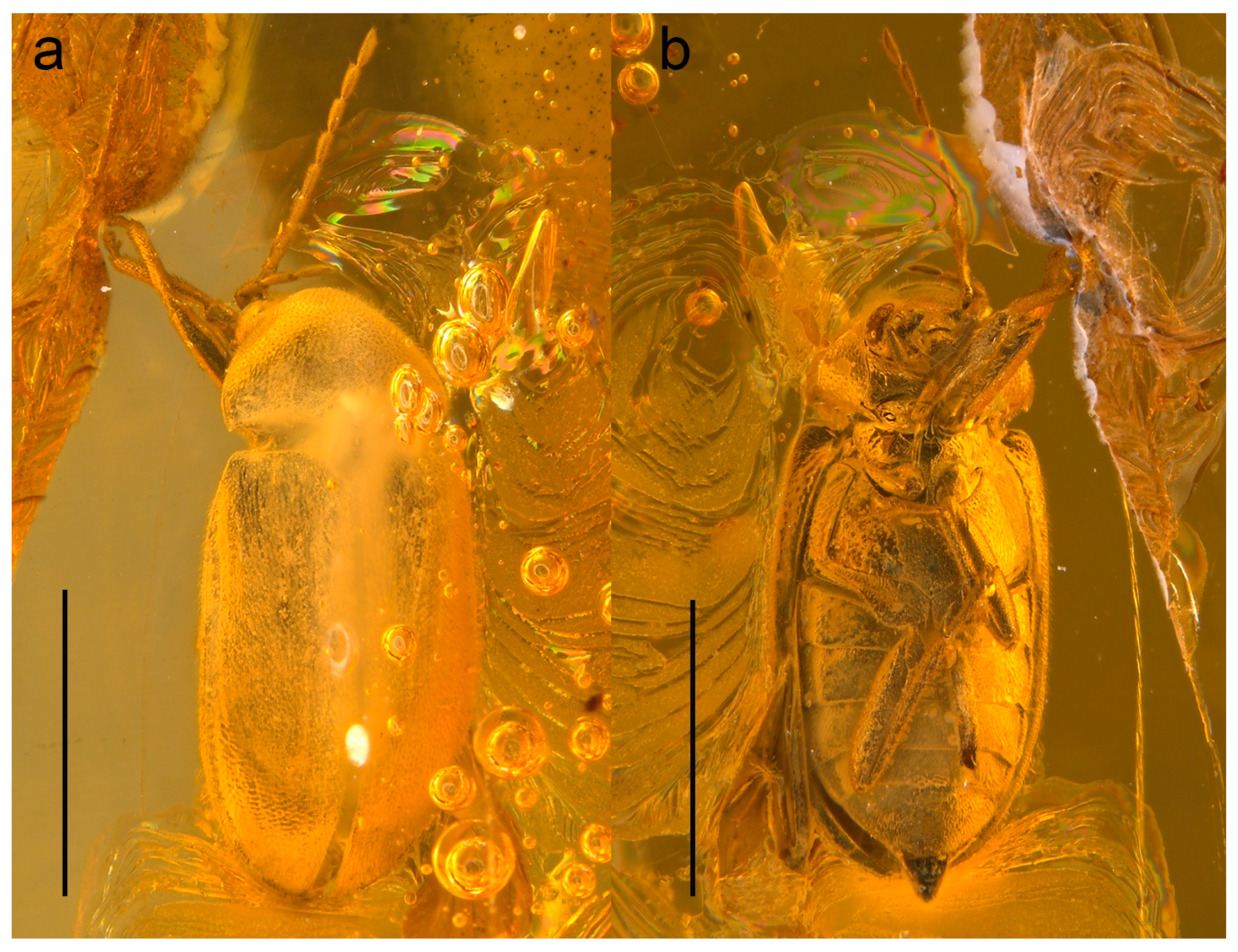 Biology 10 00877 g001 550