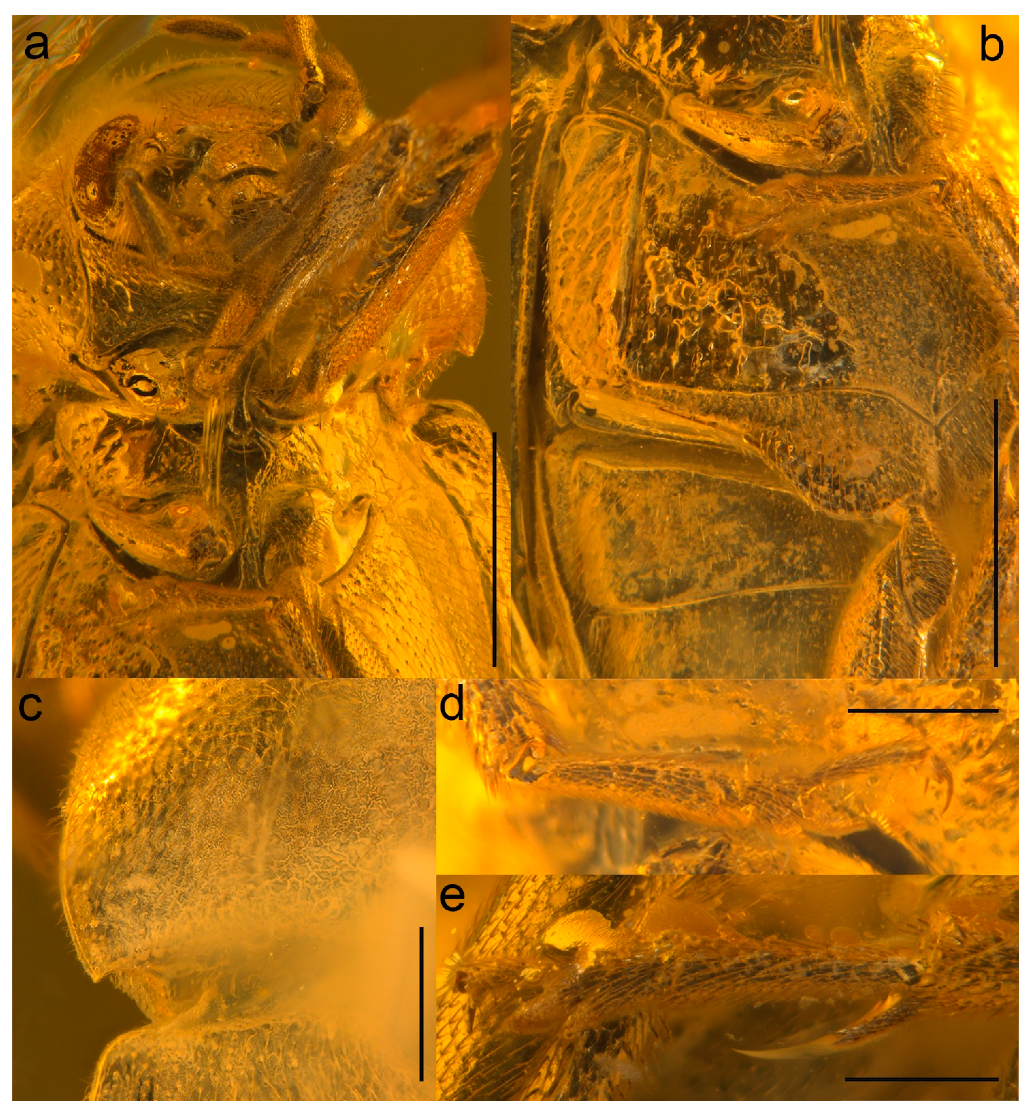 Biology 10 00877 g002 550