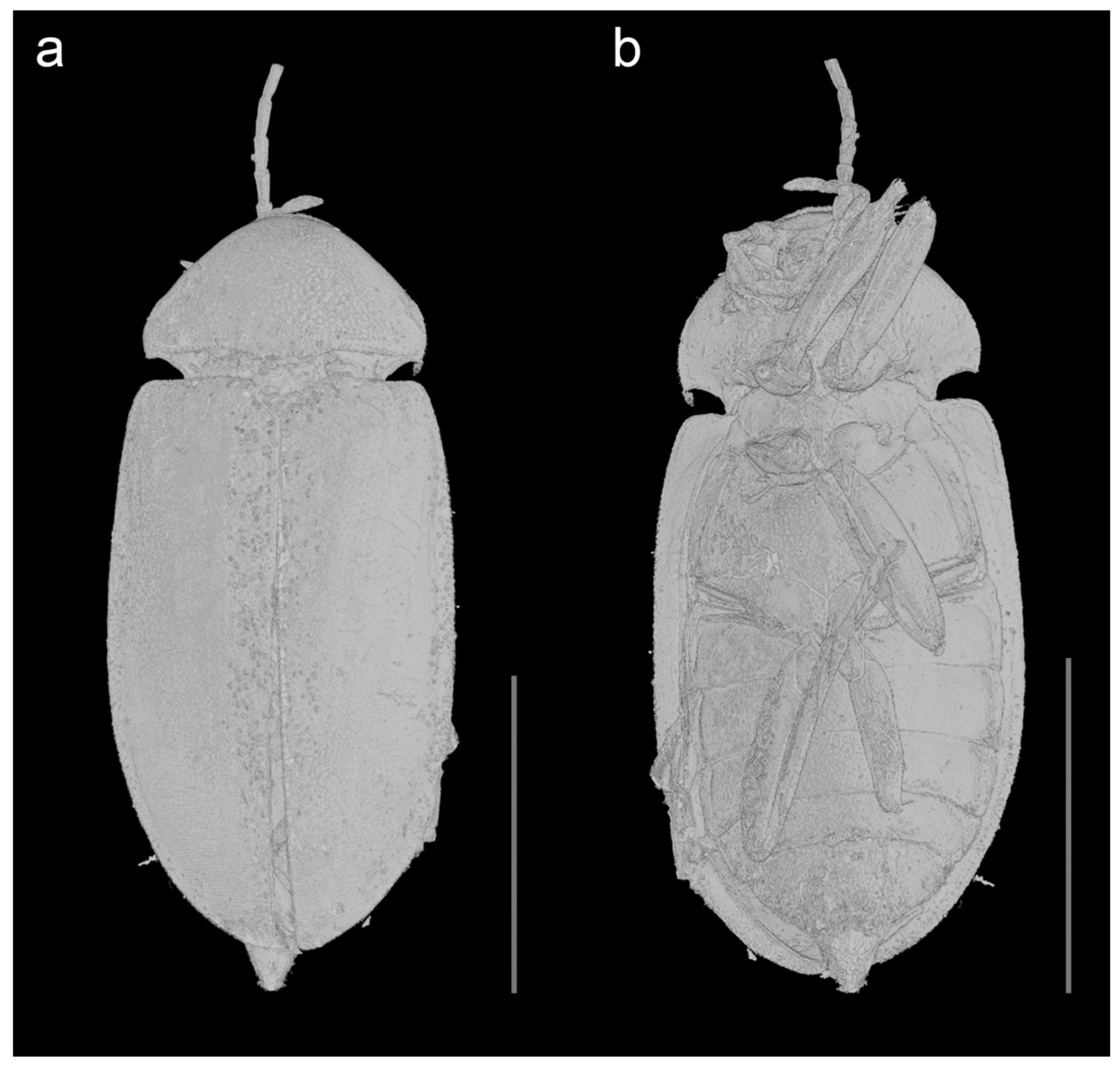 Biology 10 00877 g003 550