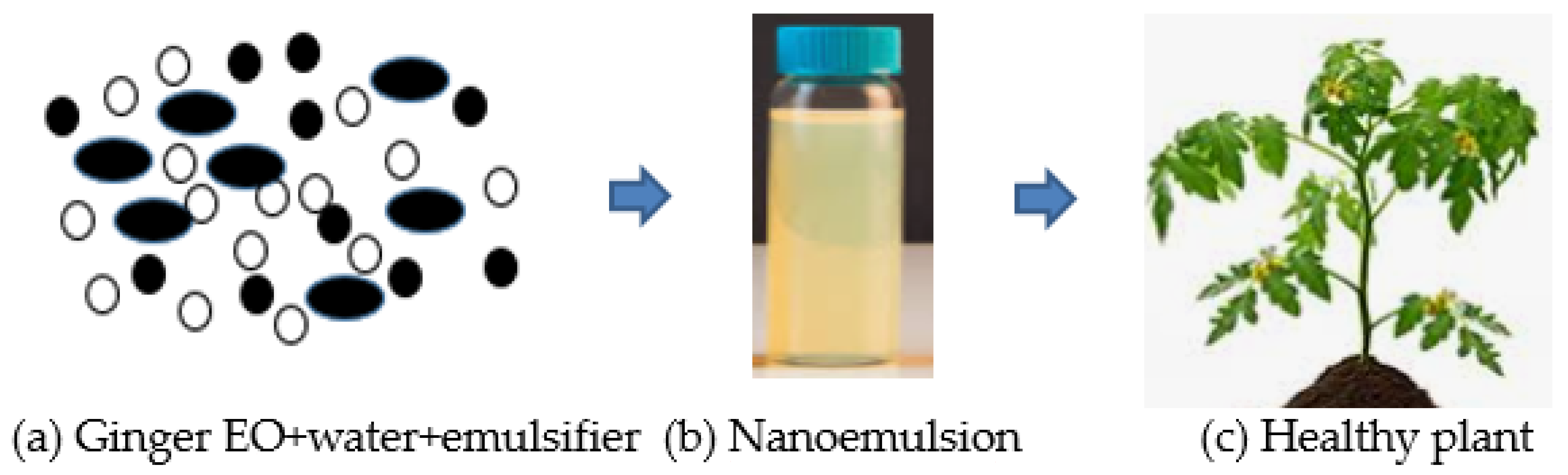 Biology 10 00881 g003