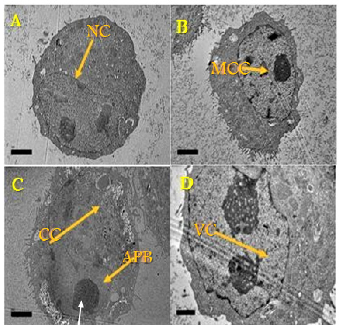 Biology 10 00909 g003 550