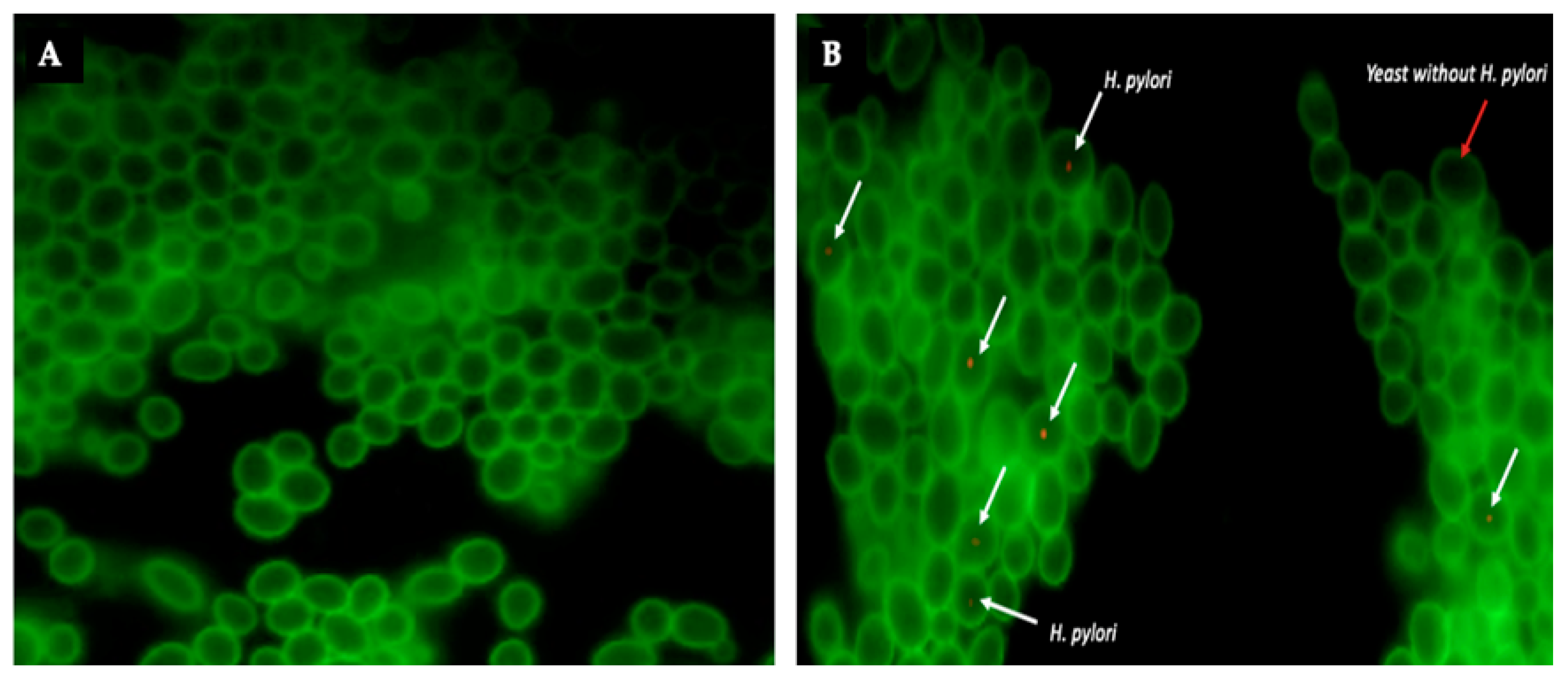 Biology 10 00915 g007