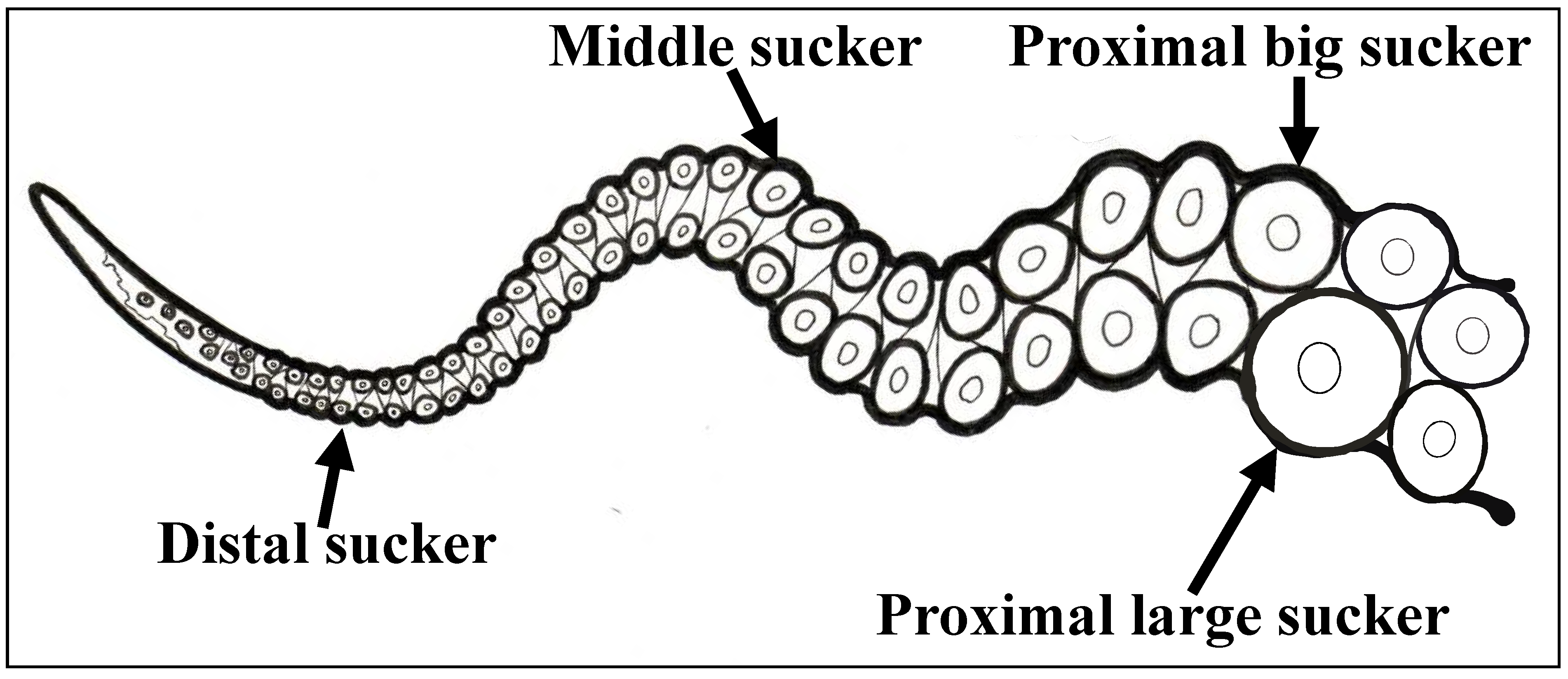 Biology 10 00936 g001