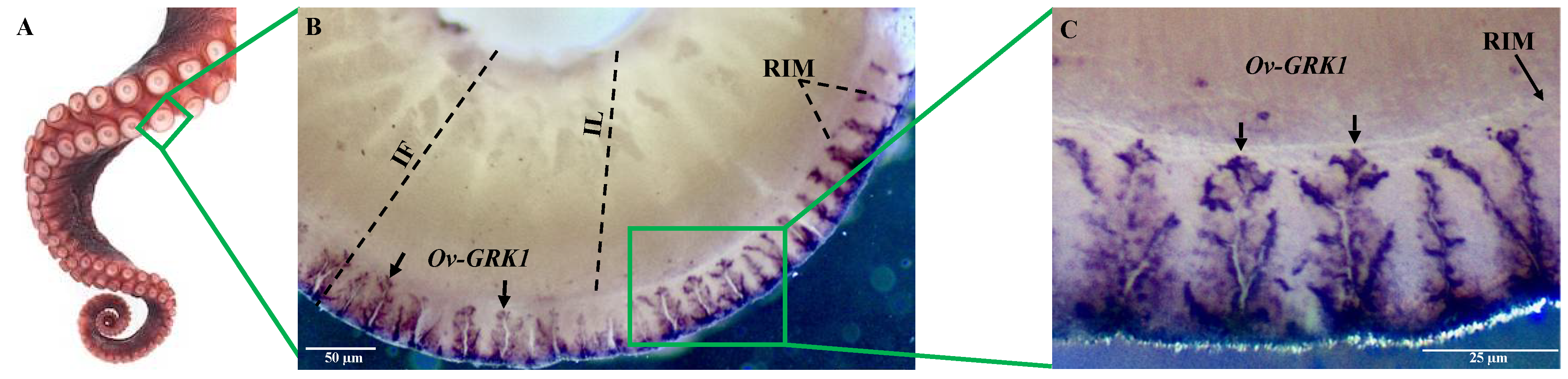 Biology 10 00936 g003