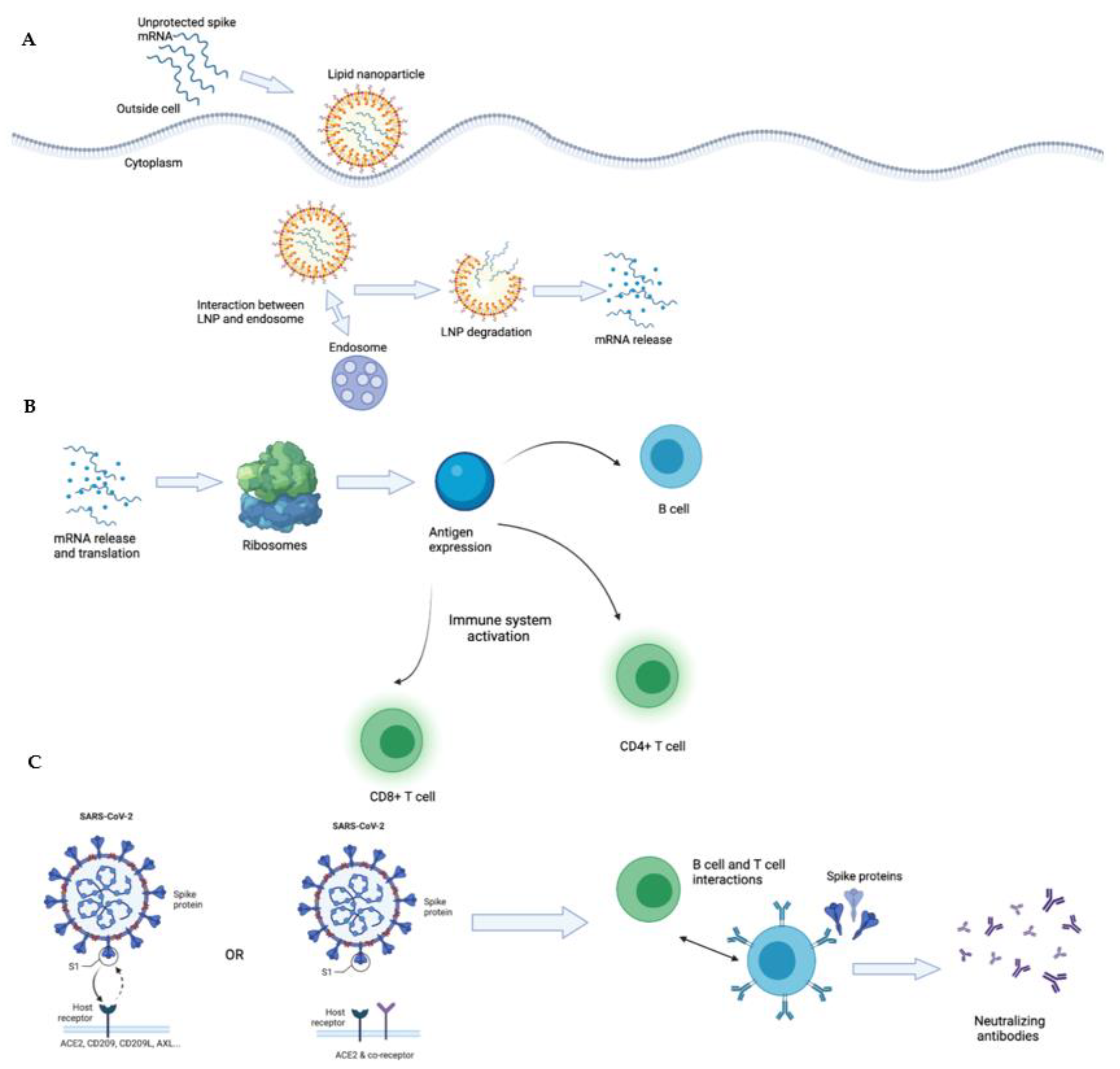 Biology 10 00960 g002