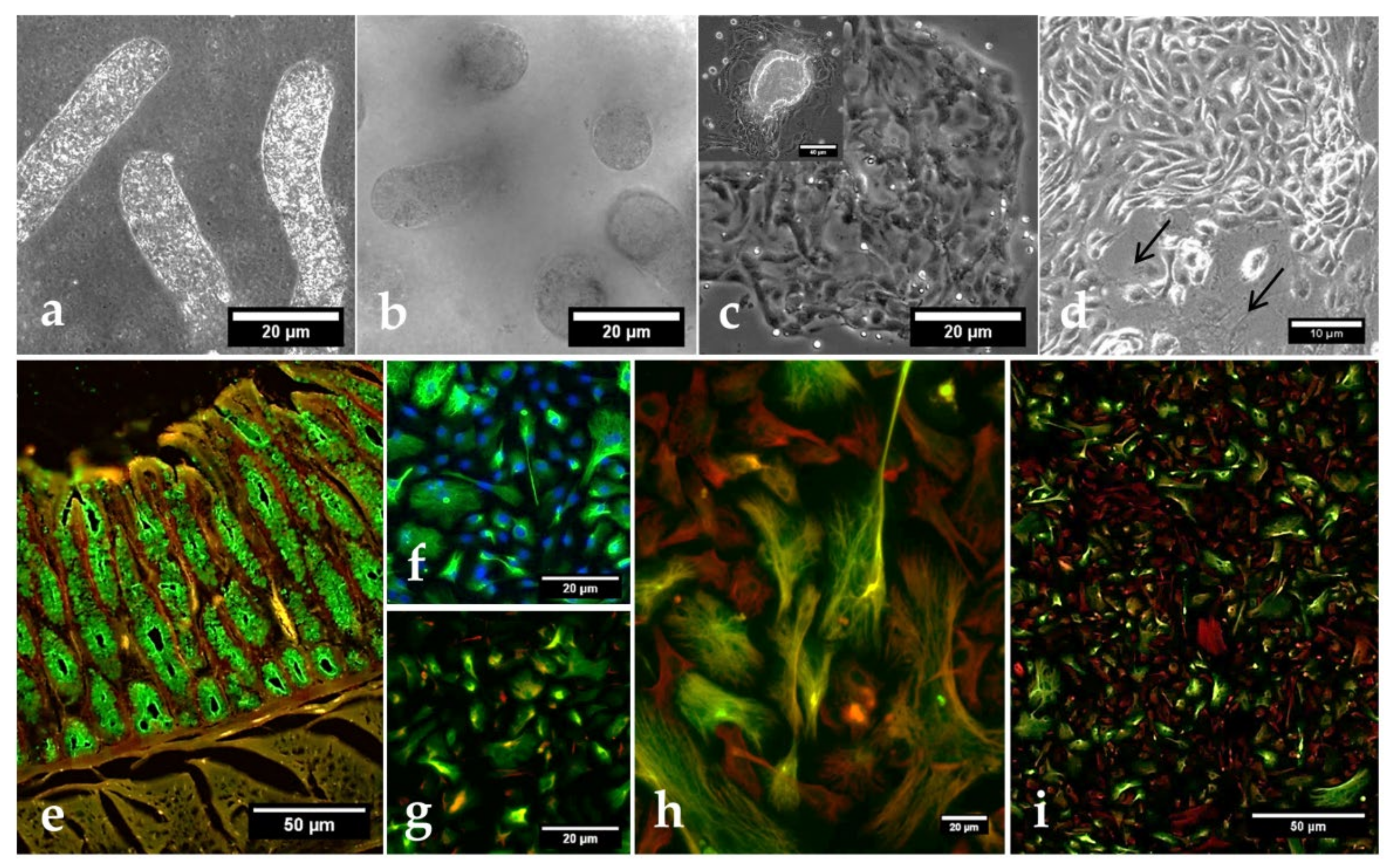 Biology 10 00963 g005