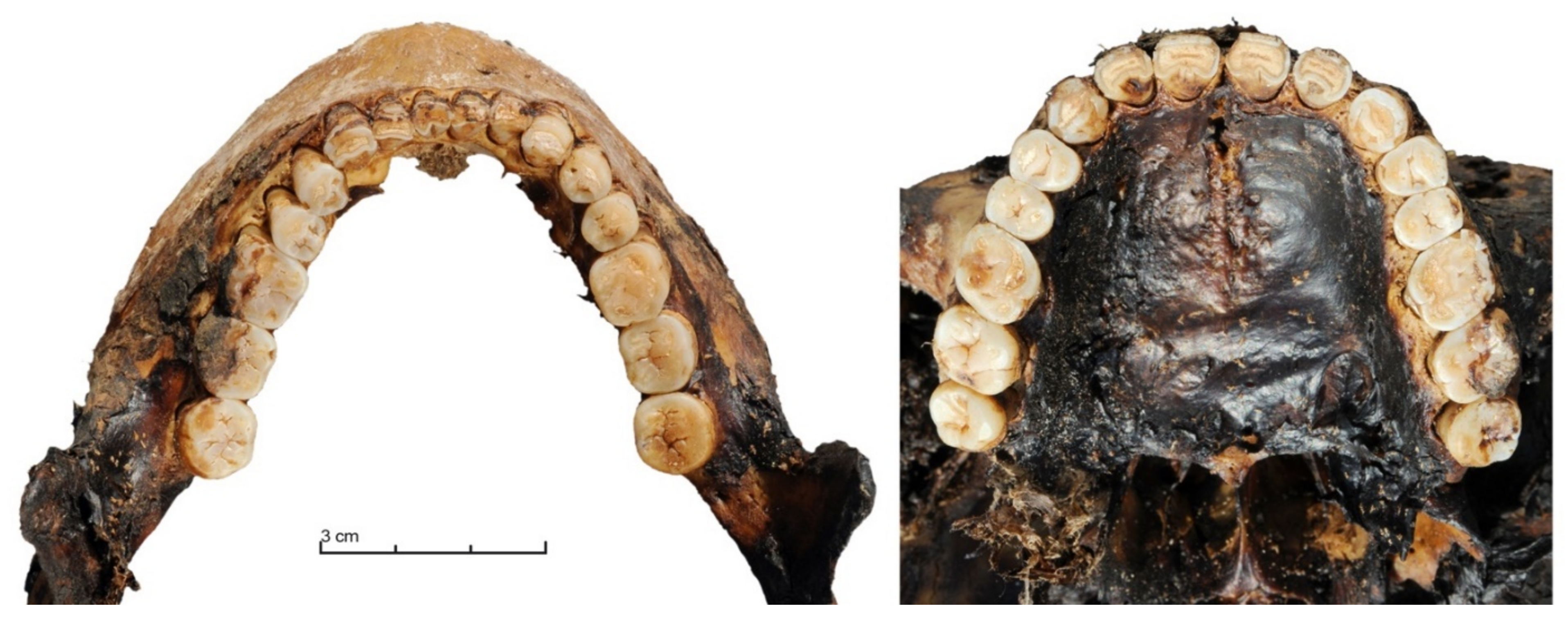 Biology 10 00974 g003 Biology 10 00974 g003