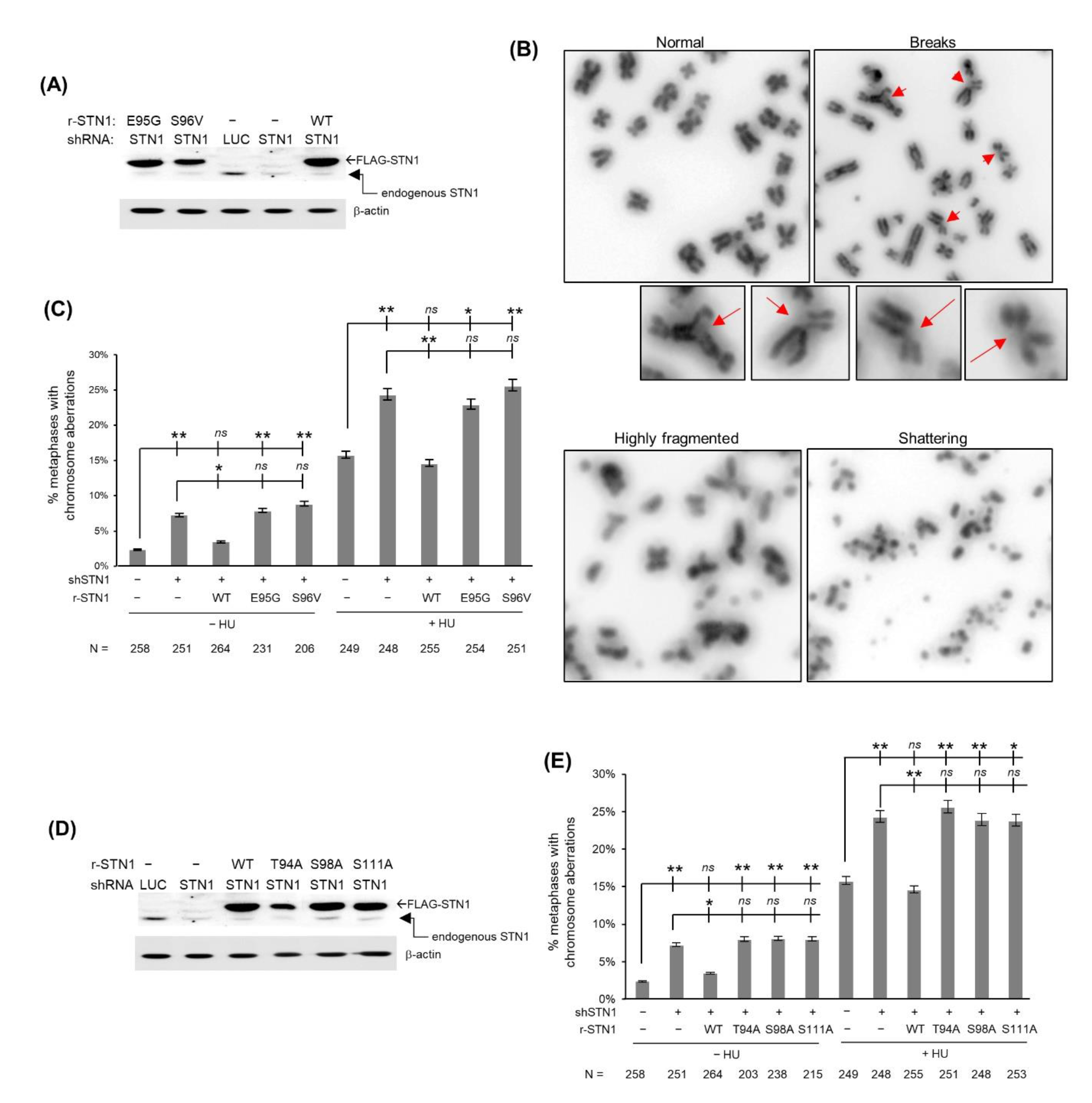 Biology 10 00977 g002
