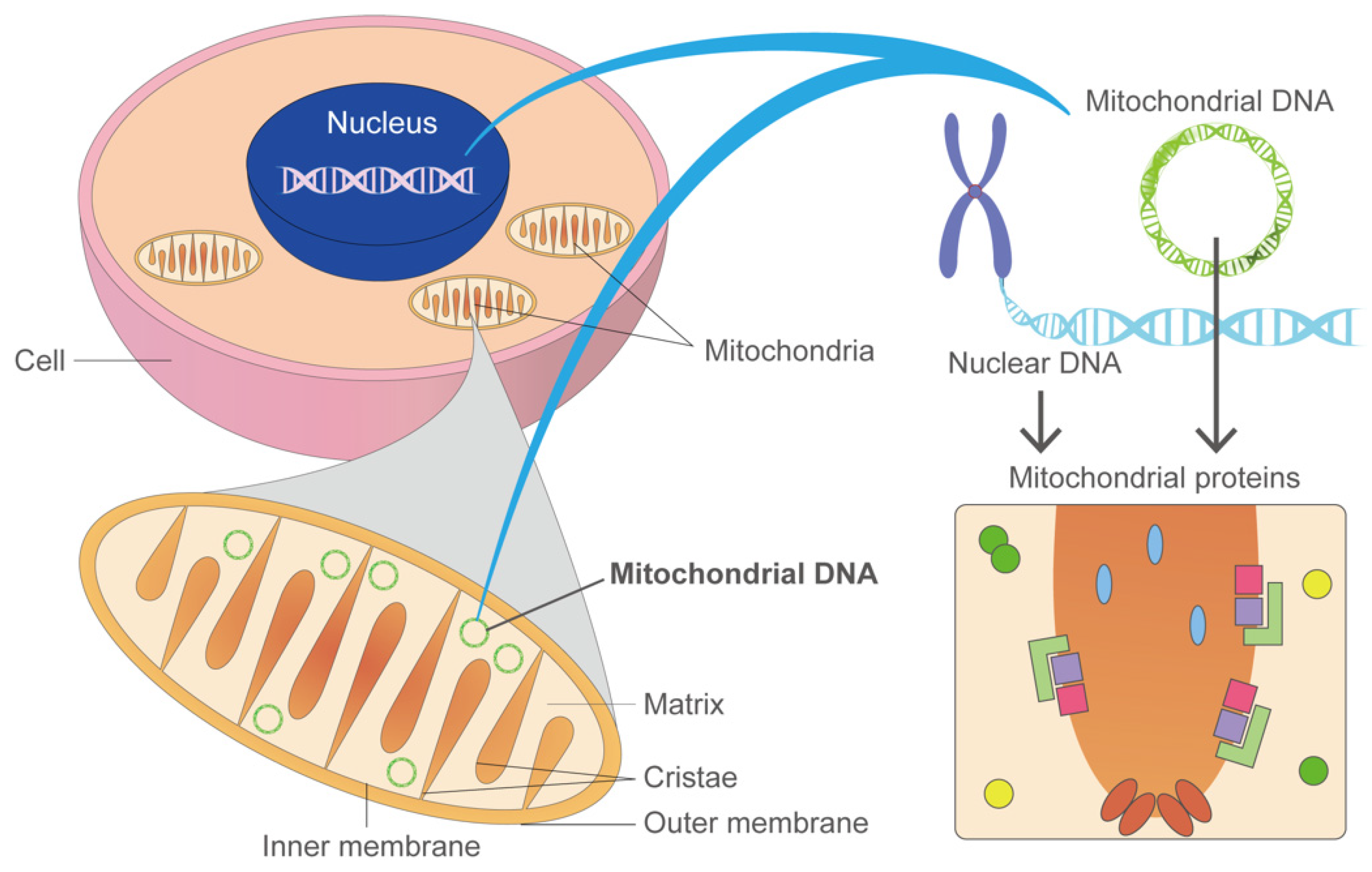 Biology Free FullText Disease Modeling of Mitochondrial