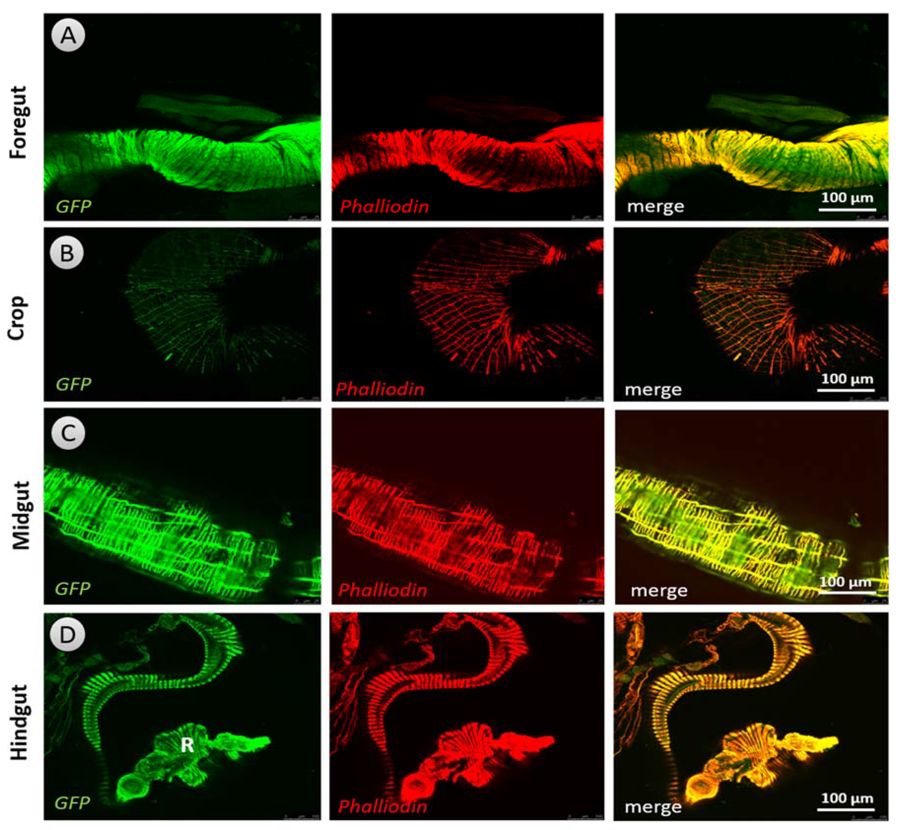 Biology 10 00983 g006