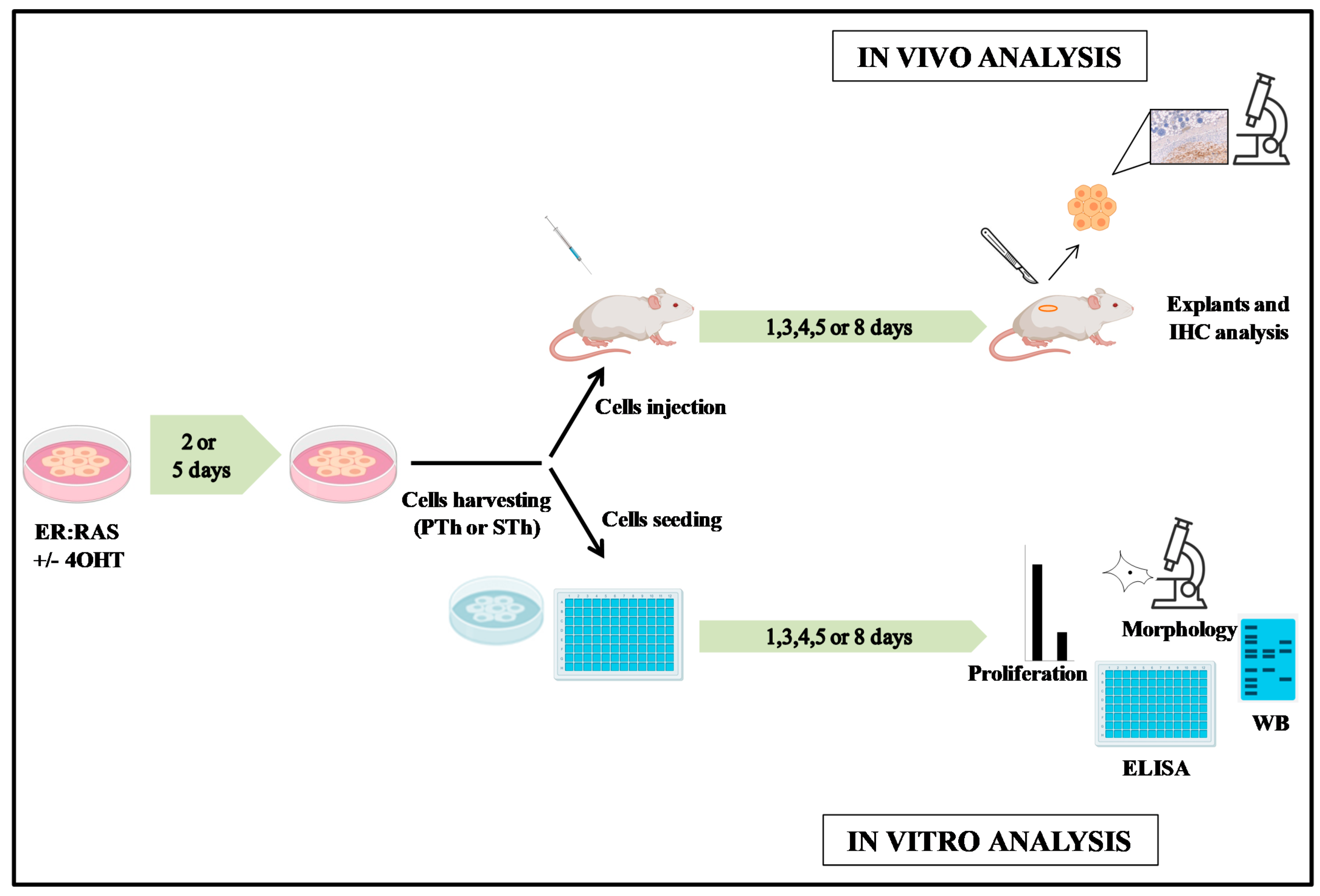 Biology 10 00985 g001