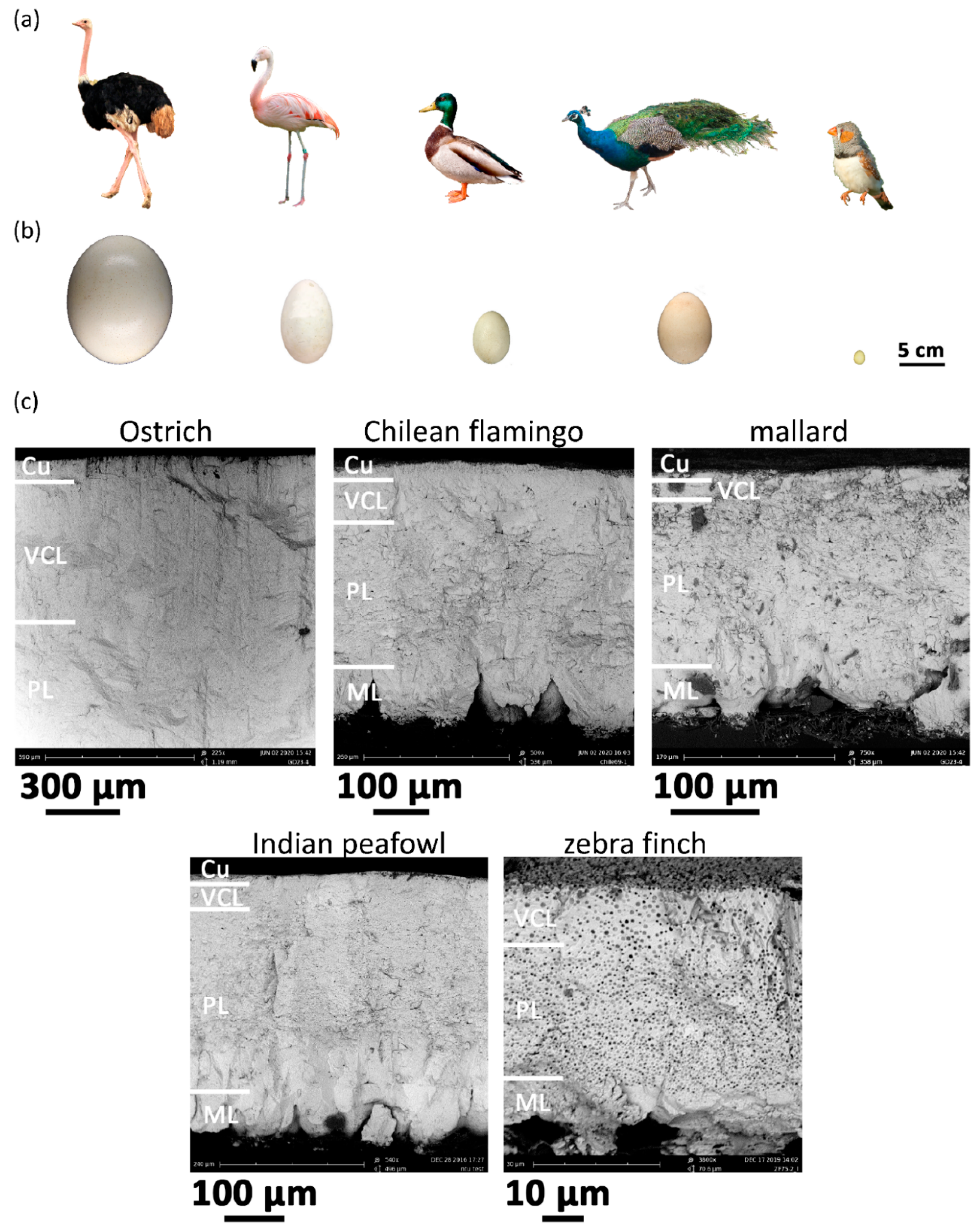 Biology 10 00989 g001