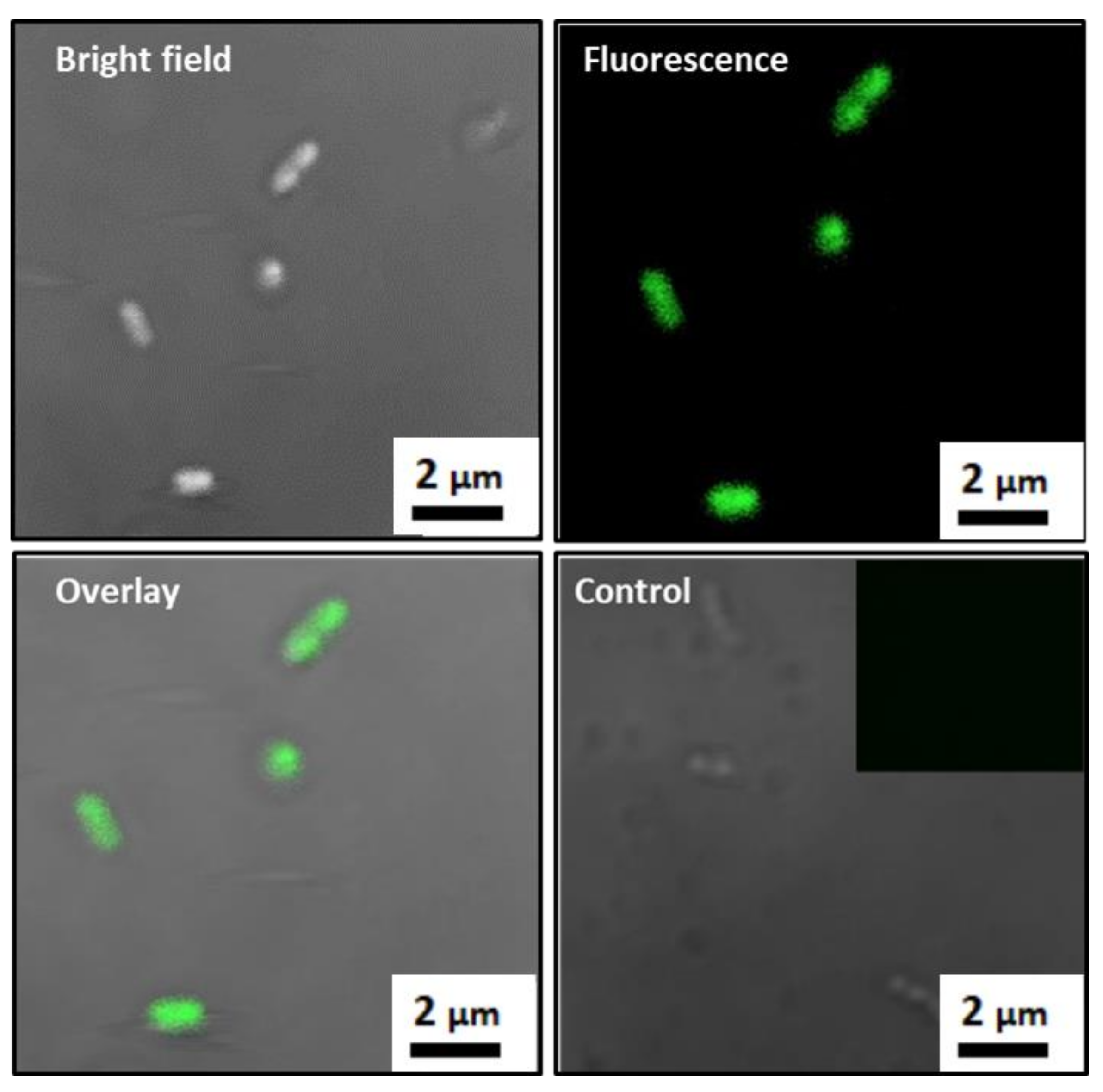 Biology 10 00993 g002