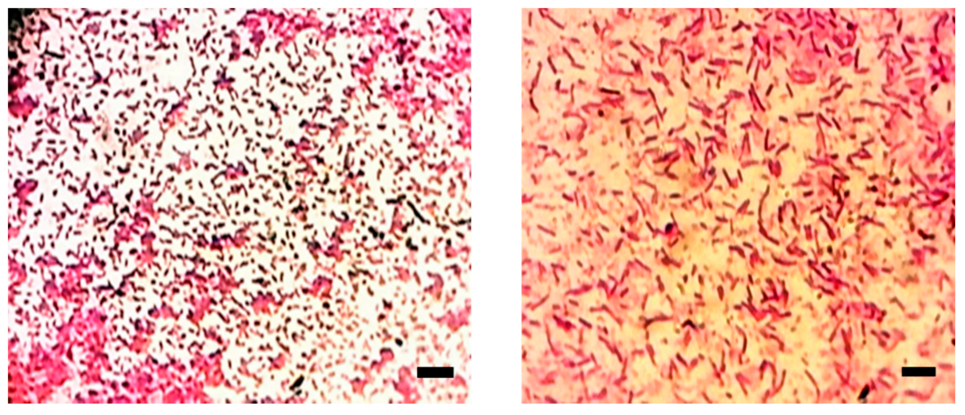 Biology 10 00999 g003