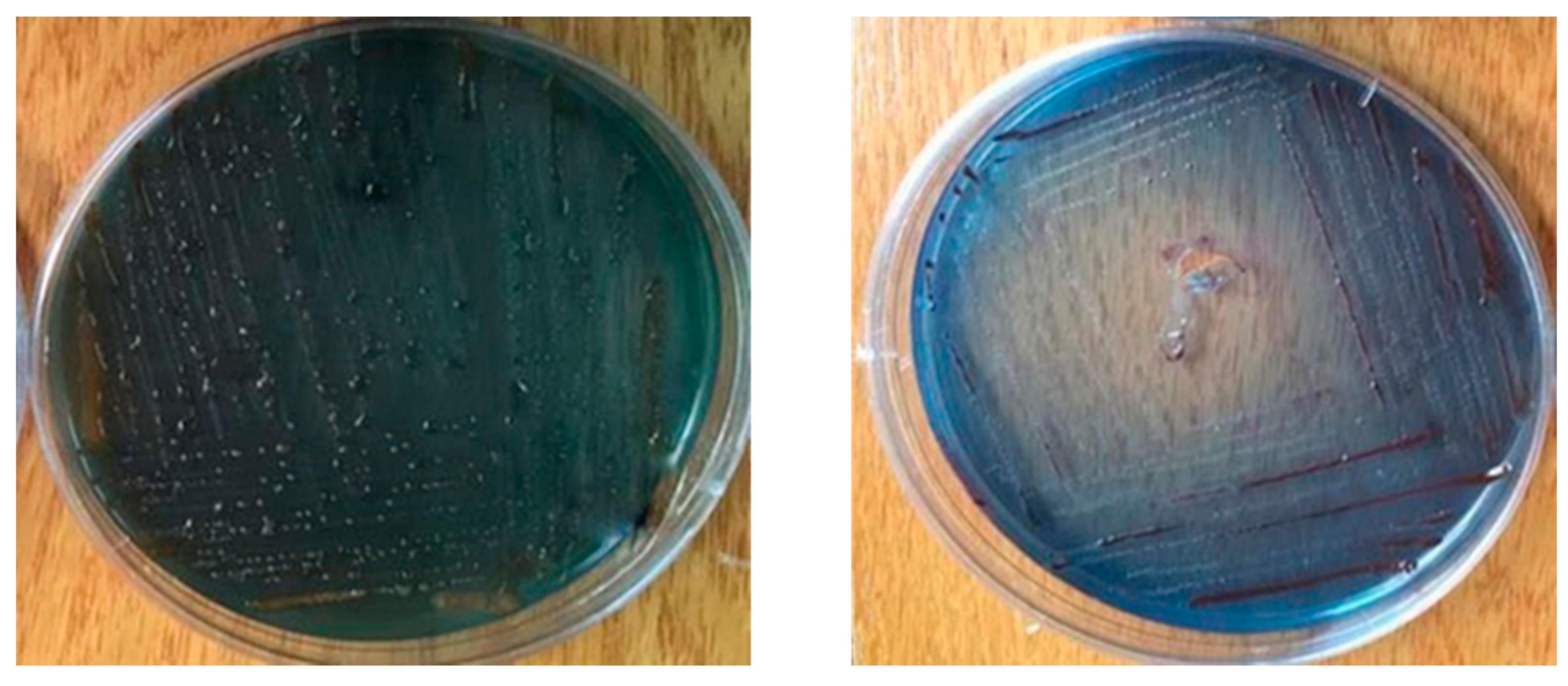 Biology 10 00999 g004