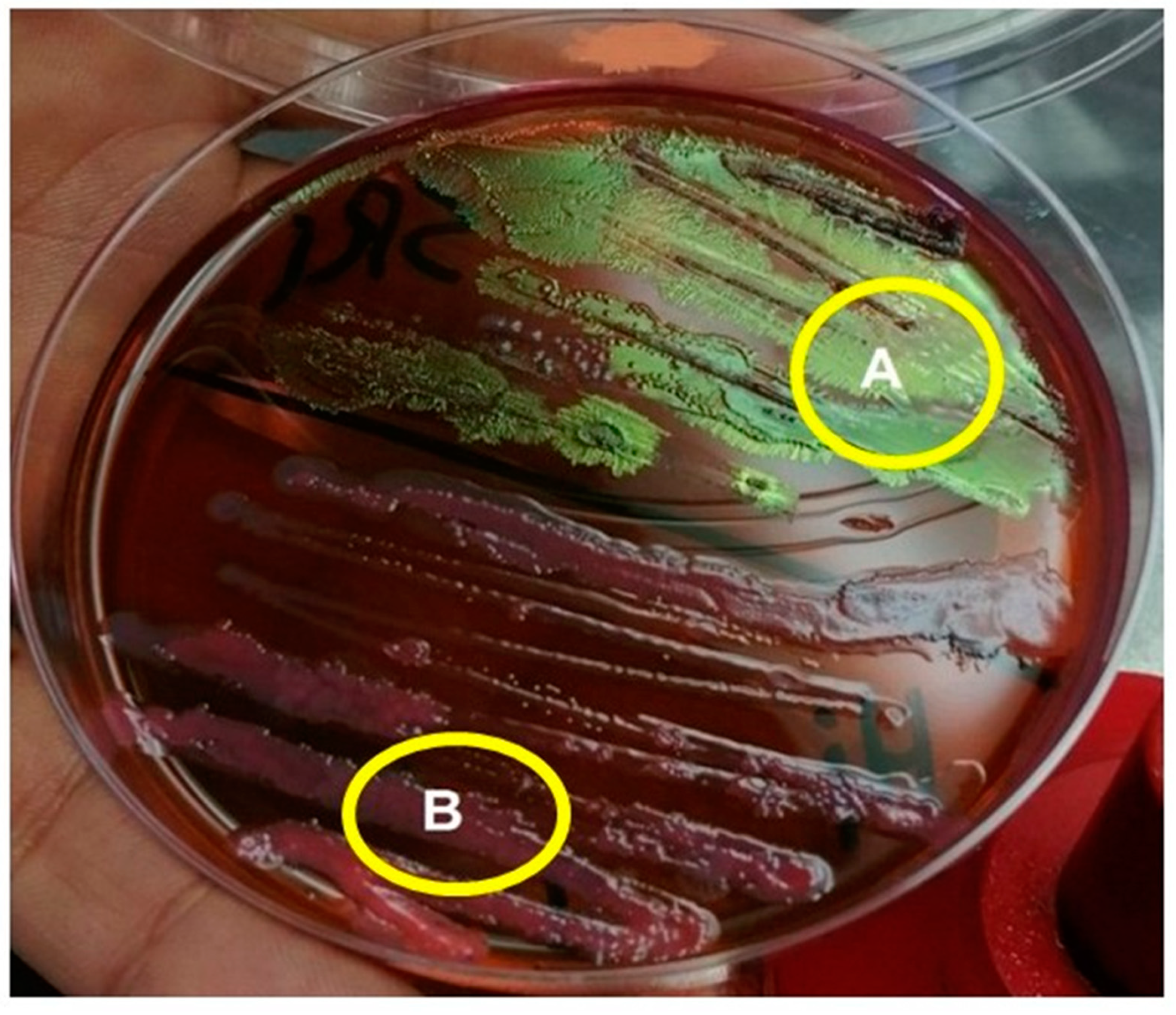 Biology 10 00999 g005
