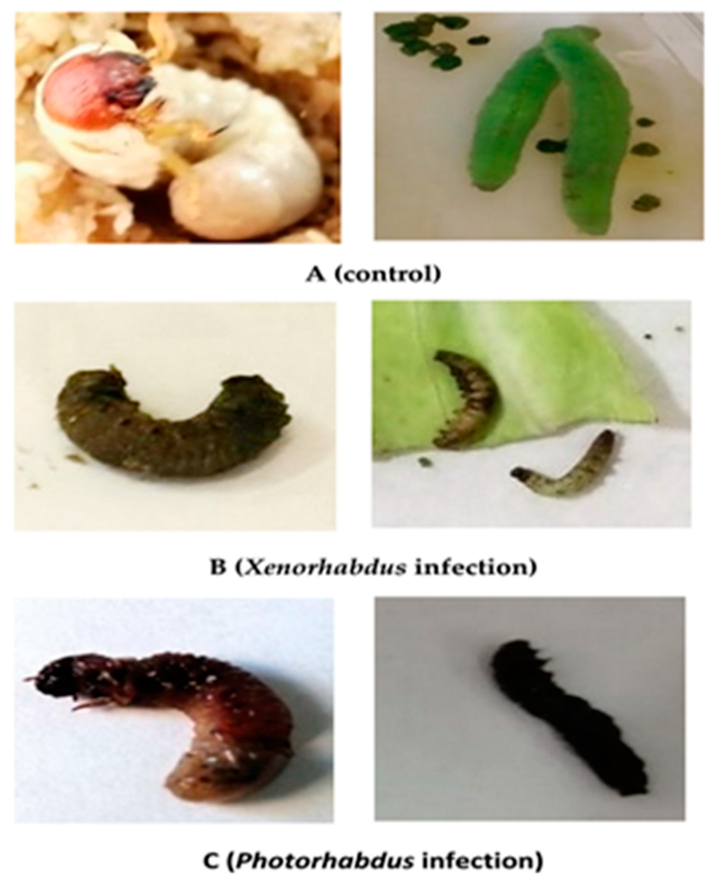 Biology 10 00999 g008