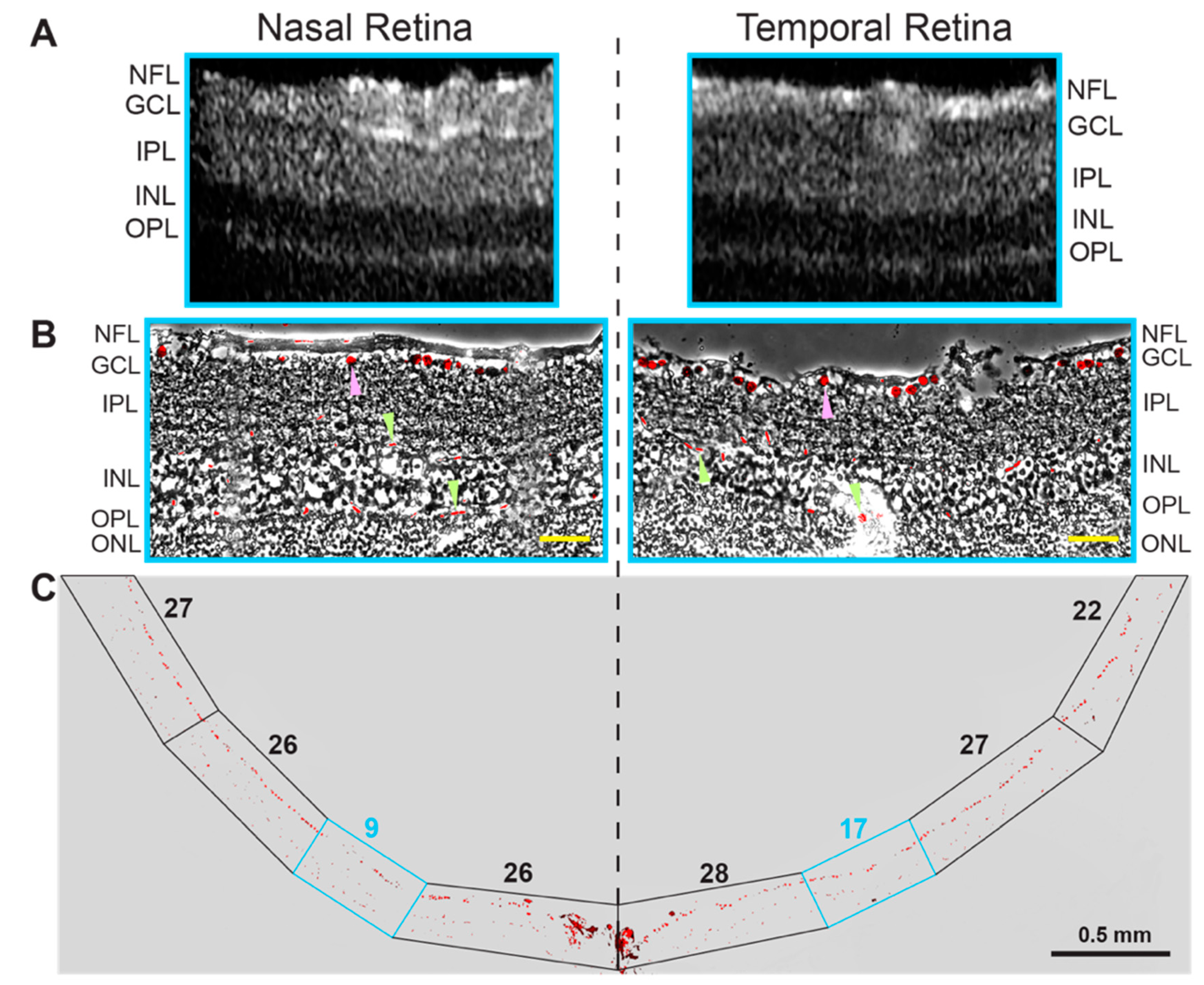 Biology 10 01003 g003