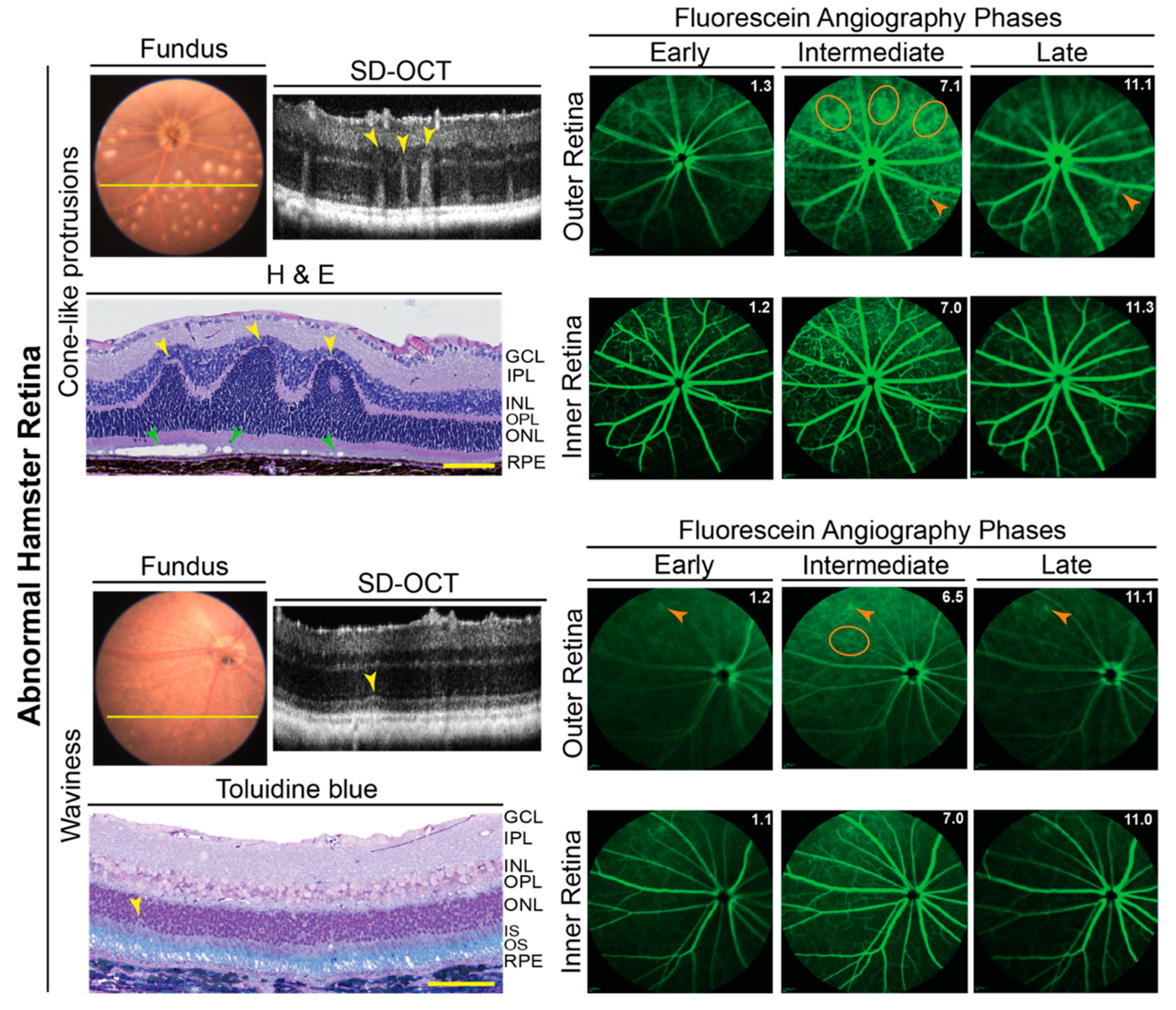 Biology 10 01003 g004