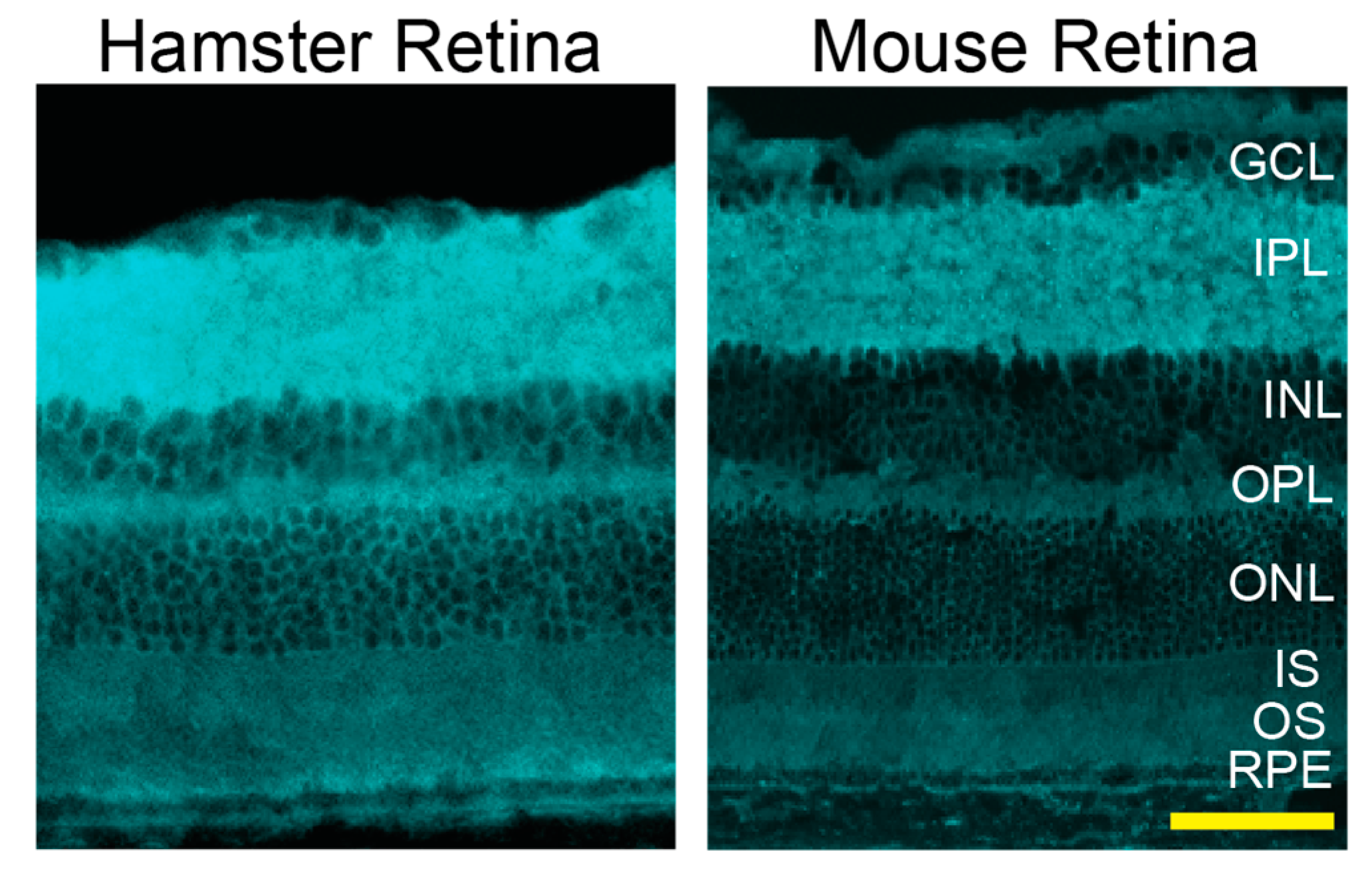 biology free full text characterizations of hamster retina as a model for studies of retinal cholesterol homeostasis html