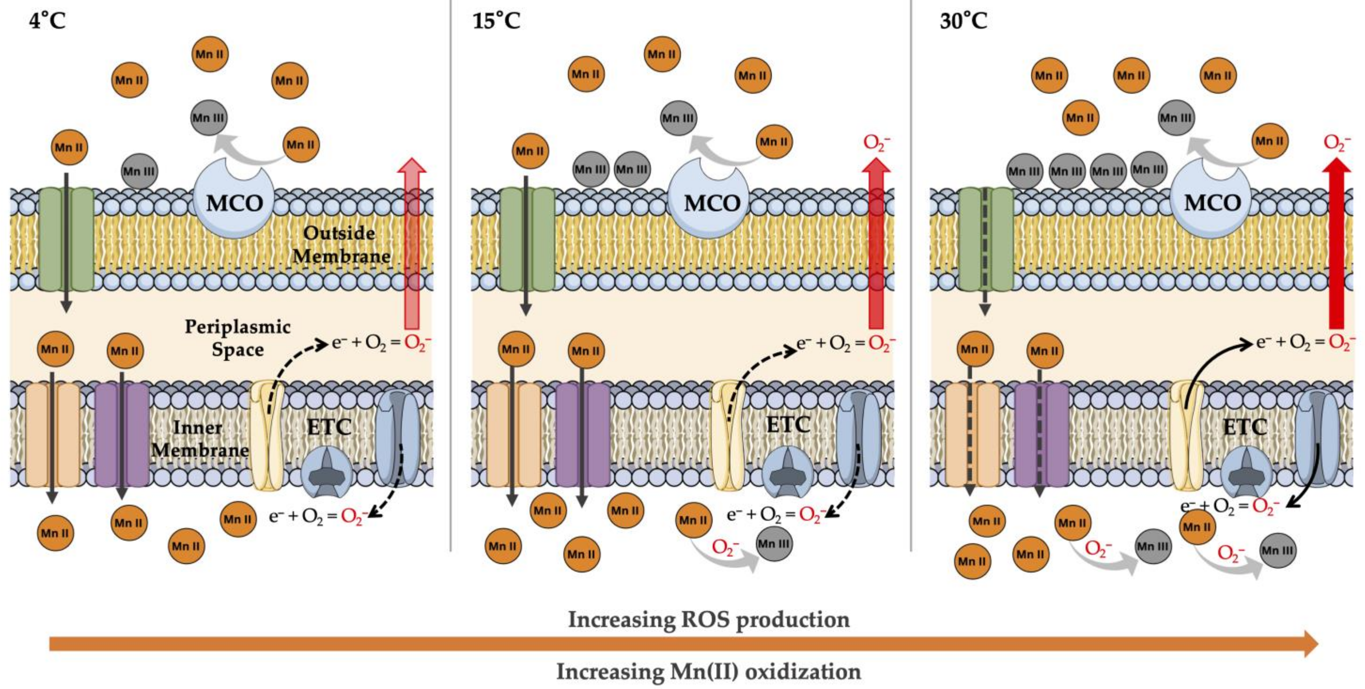 Biology 10 01004 g001