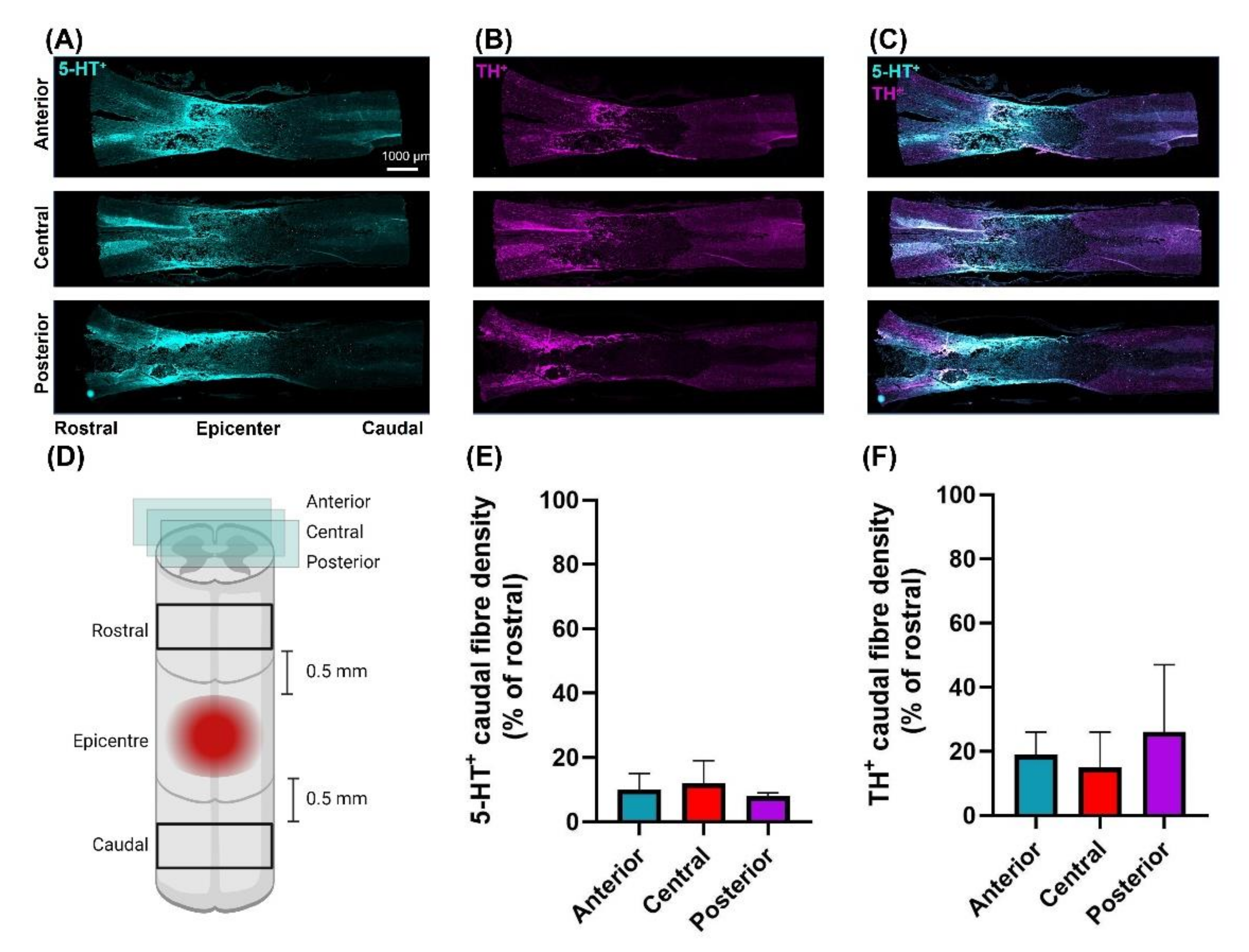 Biology 10 01006 g006