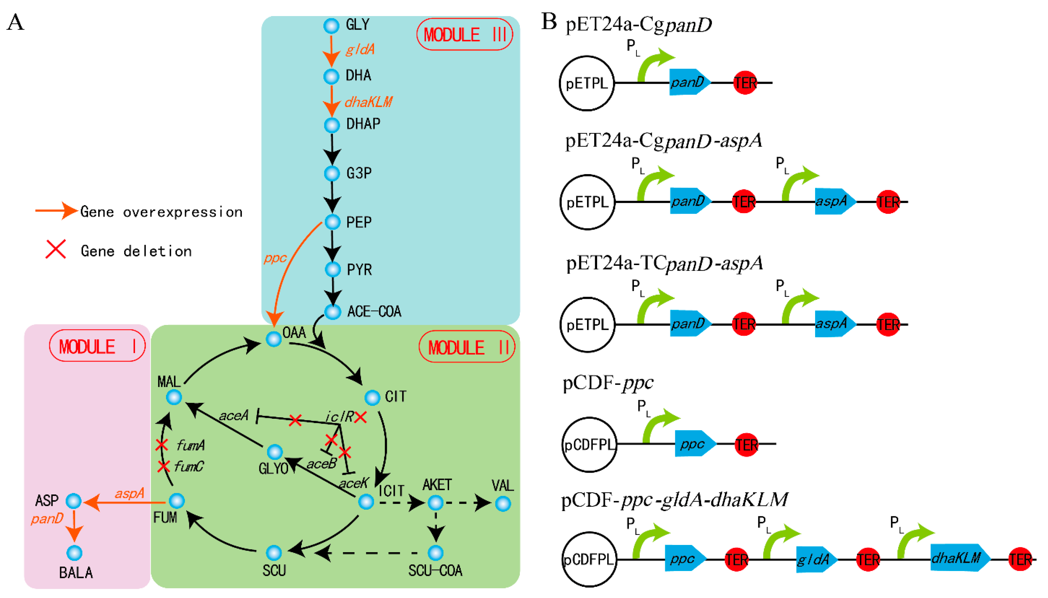 Biology 10 01017 g001 550