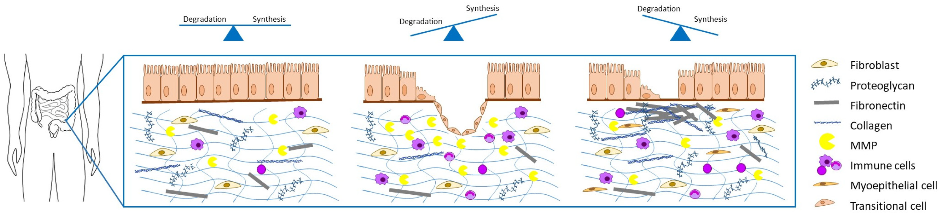 Biology 10 01024 g001 Biology 10 01024 g001