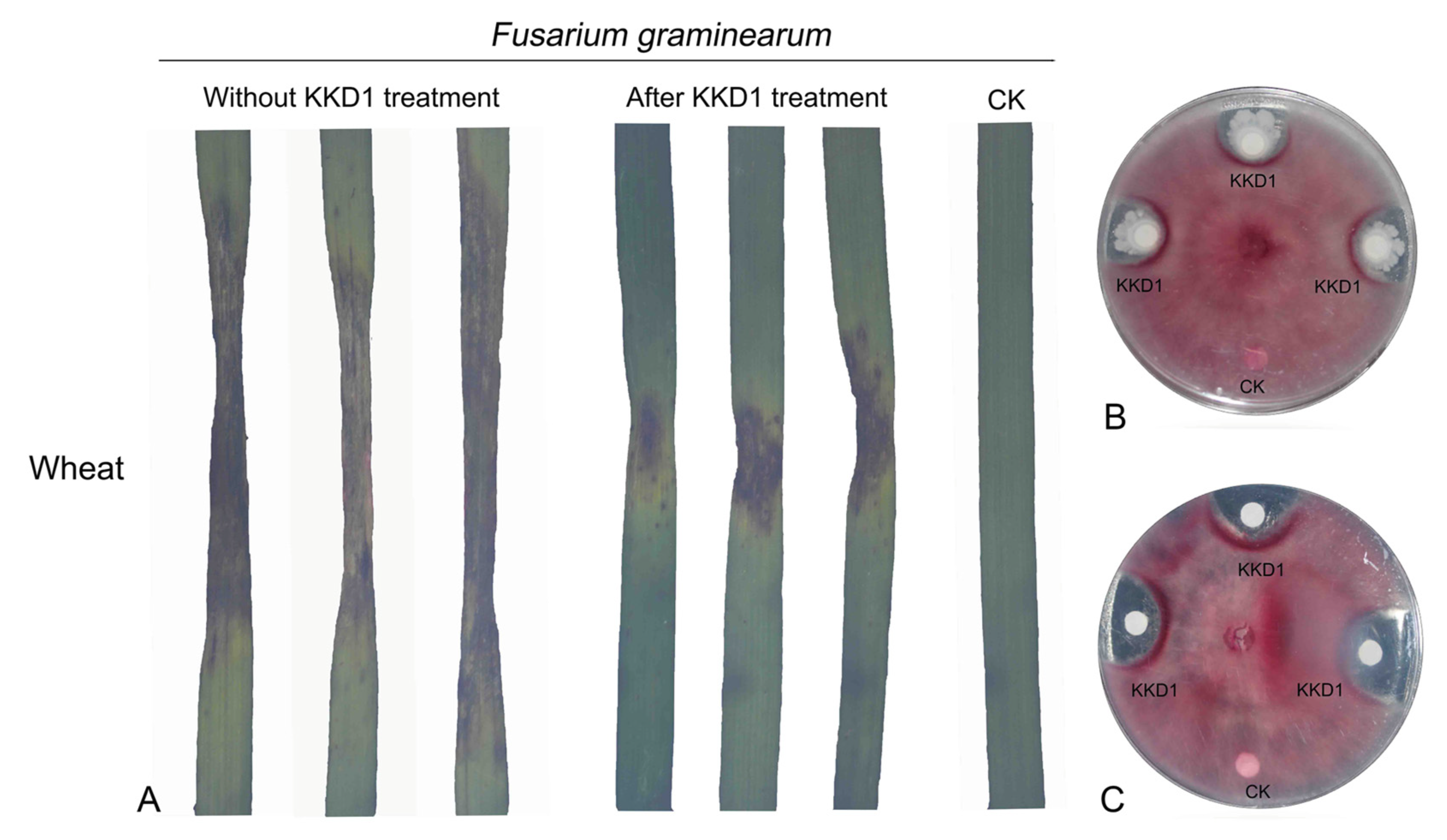 Biology 10 01030 g008