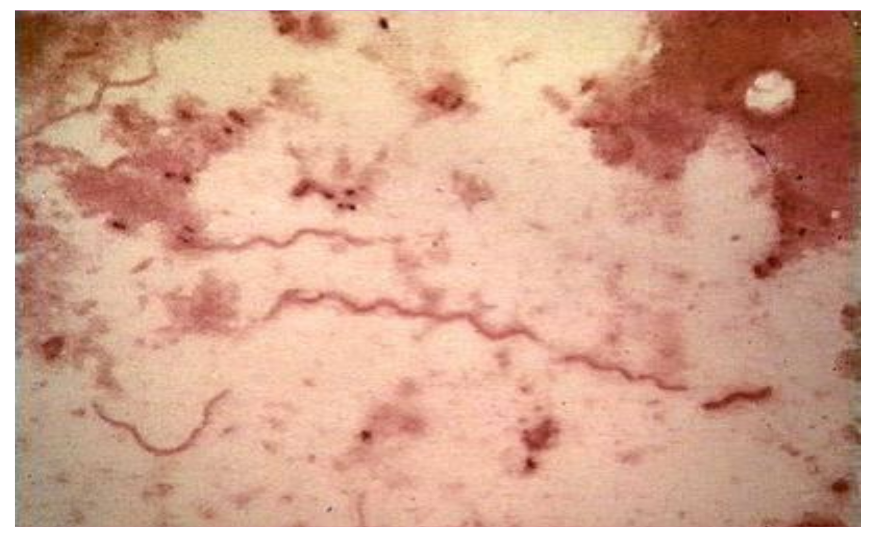 Biology 10 01036 g003