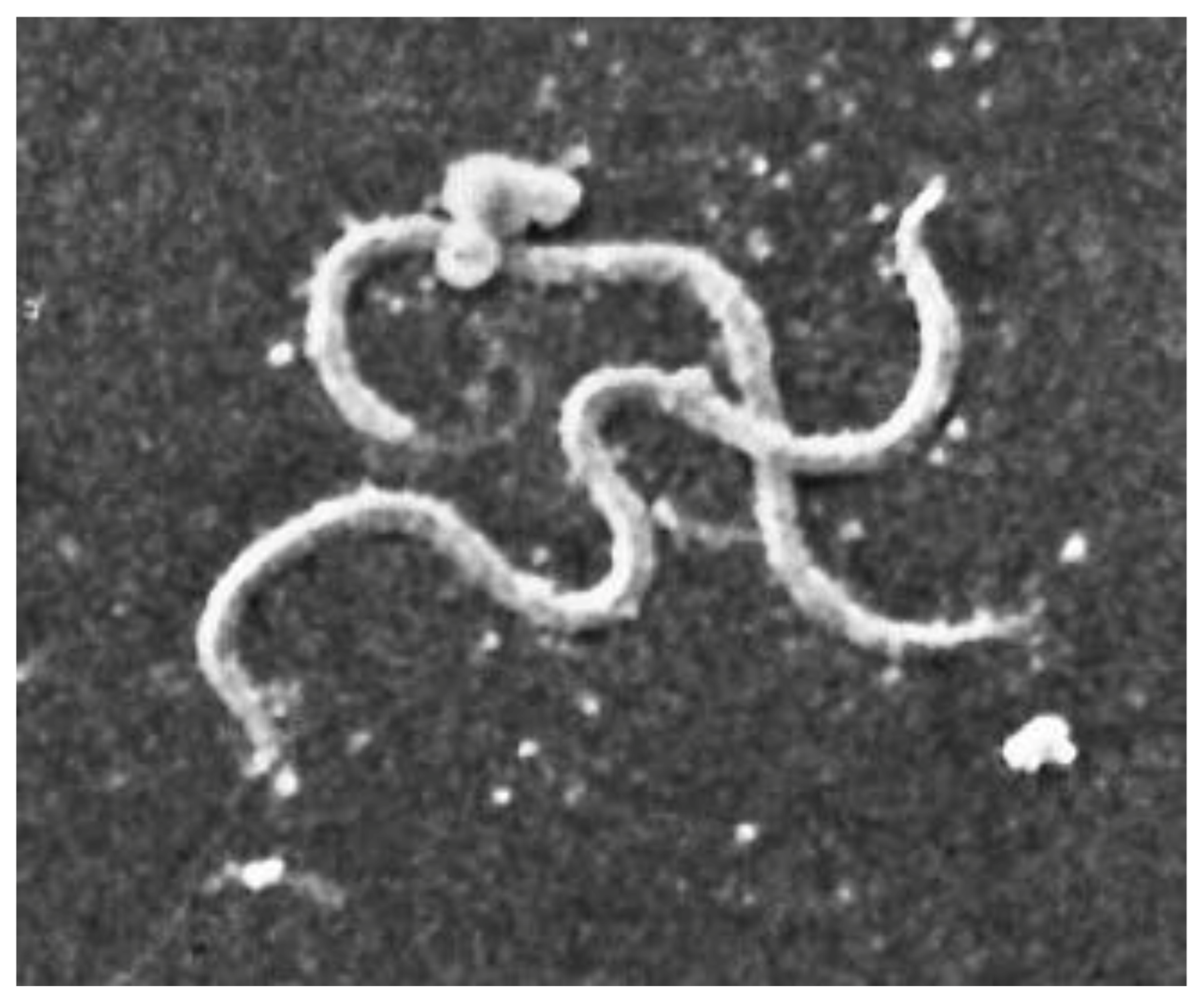 Biology 10 01036 g004