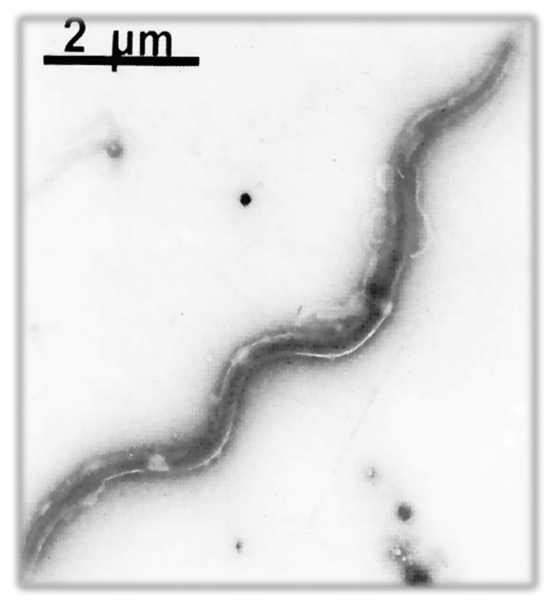 Biology 10 01036 g006