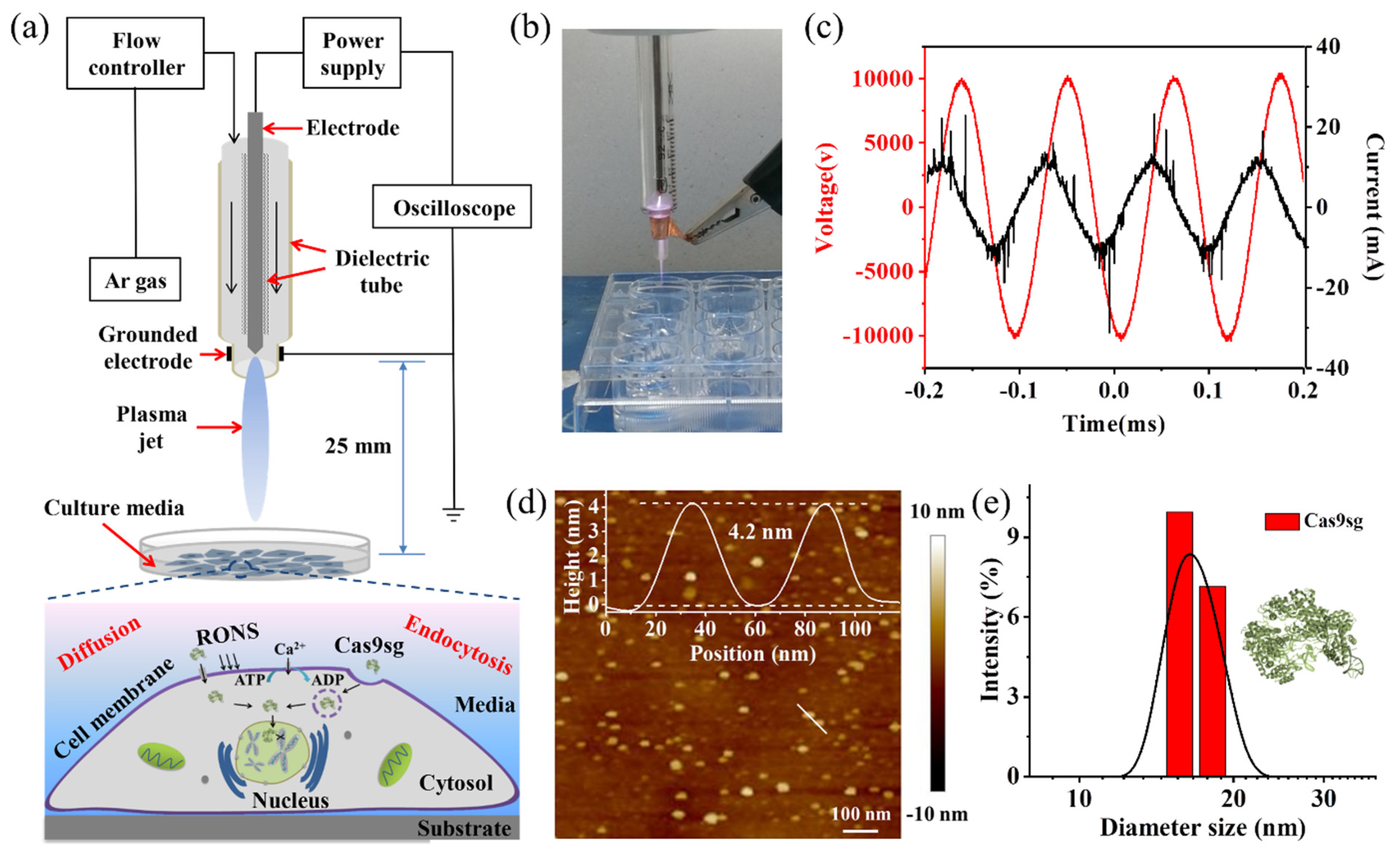Biology 10 01038 g001