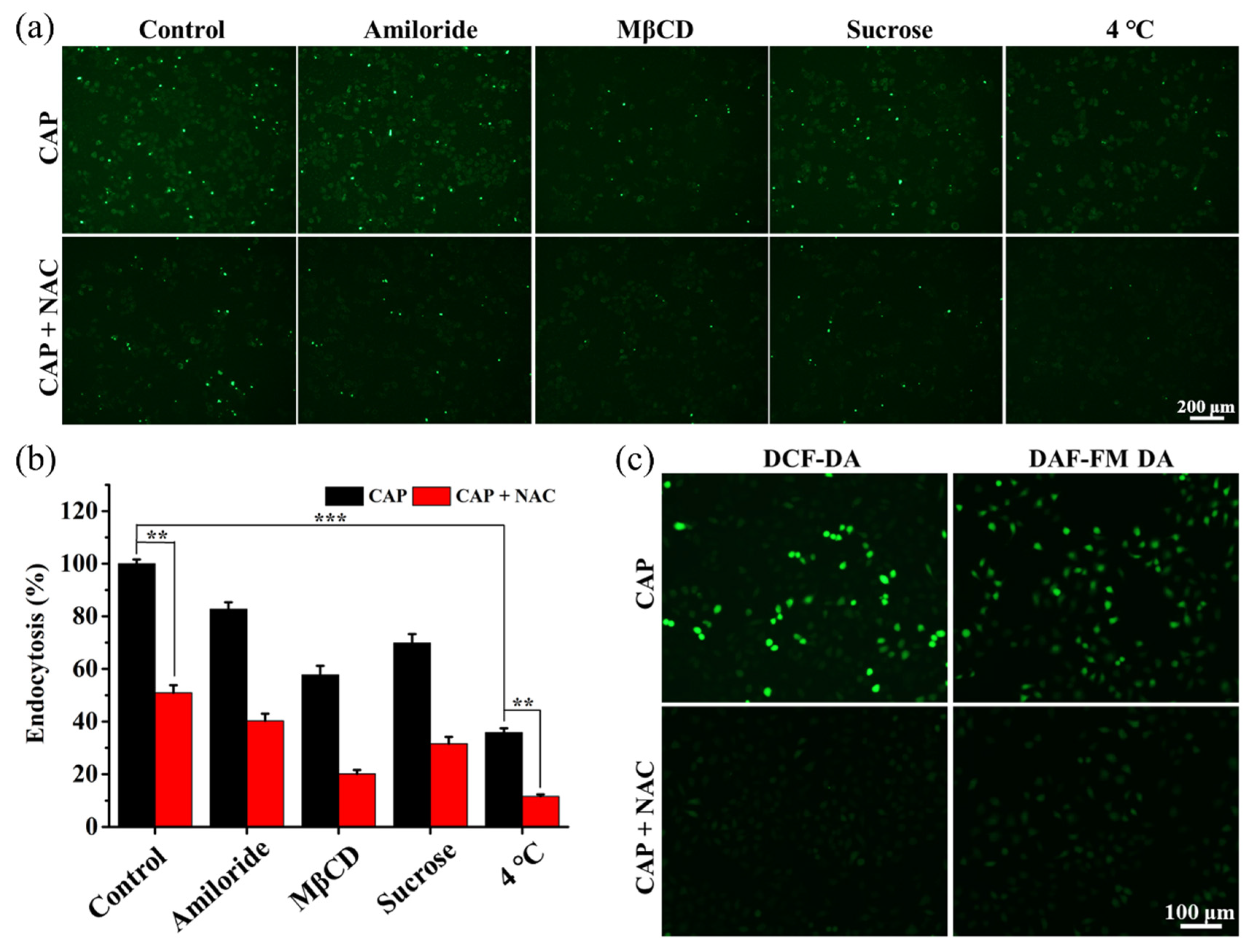 Biology 10 01038 g003