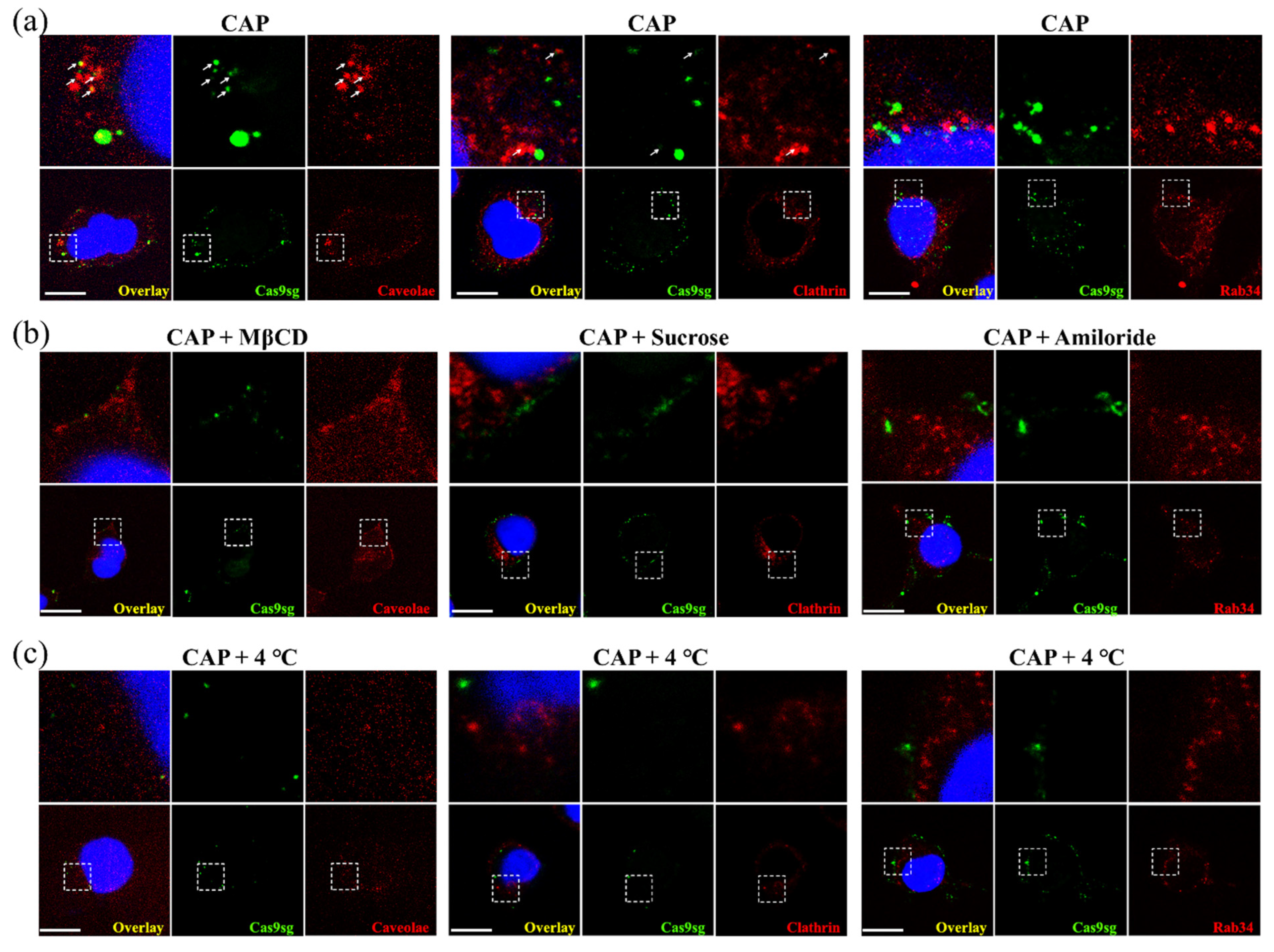 Biology 10 01038 g004