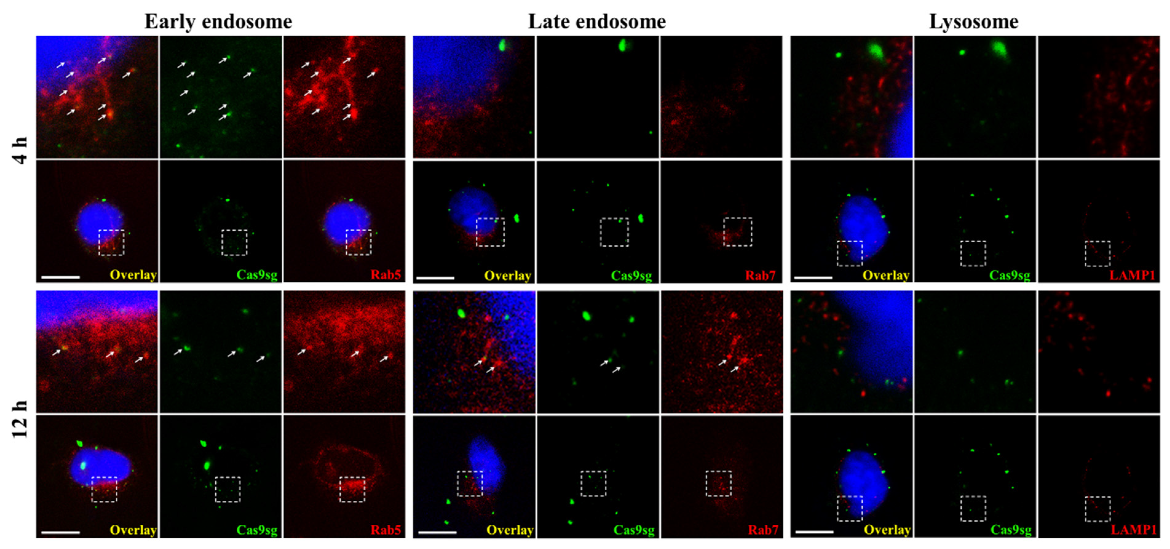 Biology 10 01038 g005