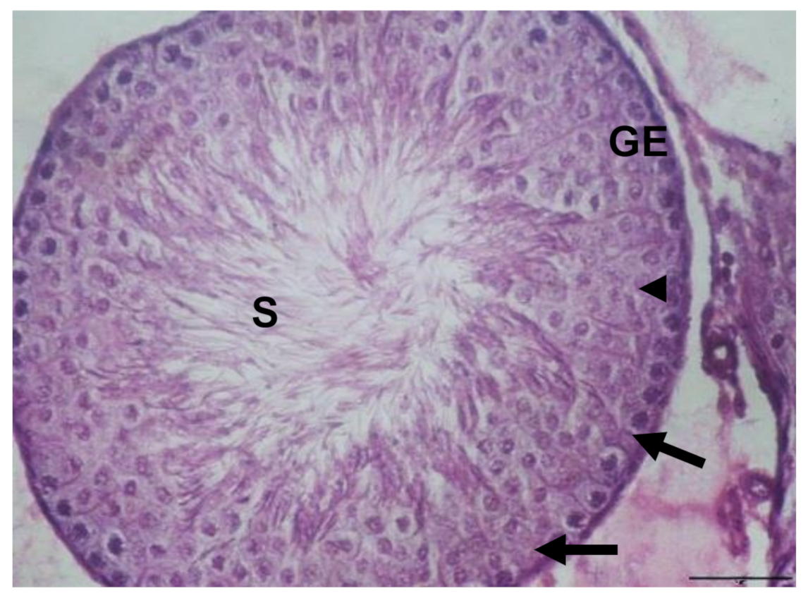 Biology 10 01042 g002 Biology 10 01042 g002