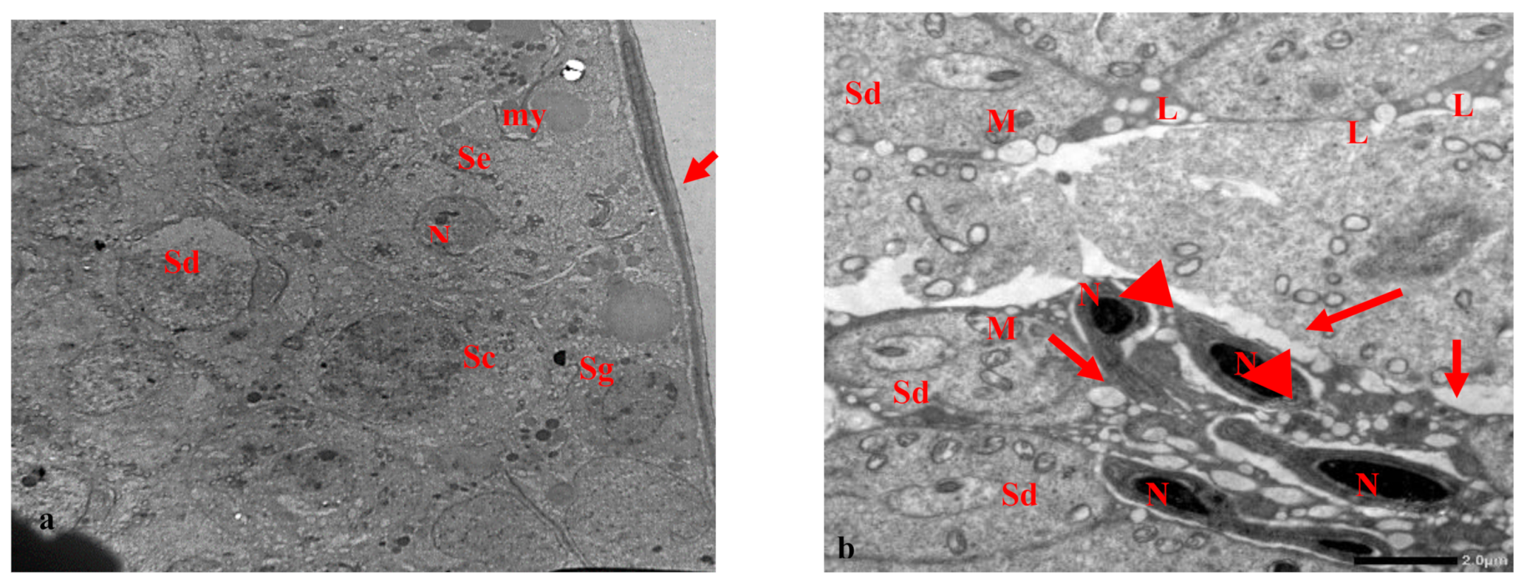 Biology 10 01042 g006 Biology 10 01042 g006