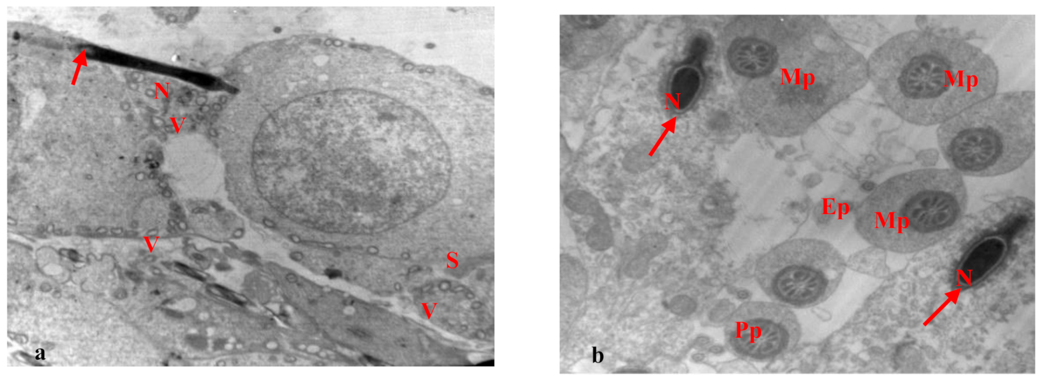 Biology 10 01042 g007 Biology 10 01042 g007