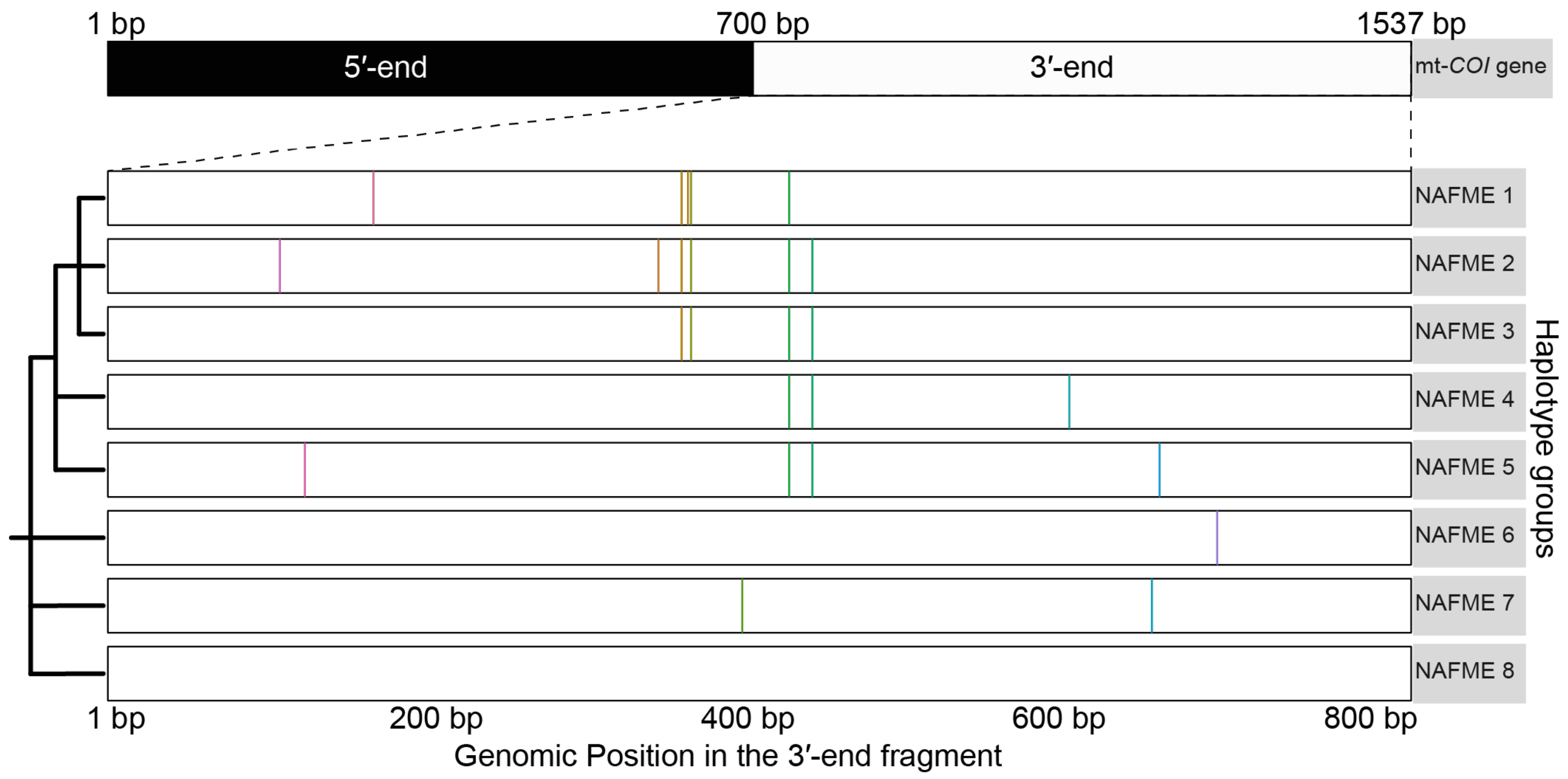 Biology 10 01048 g001